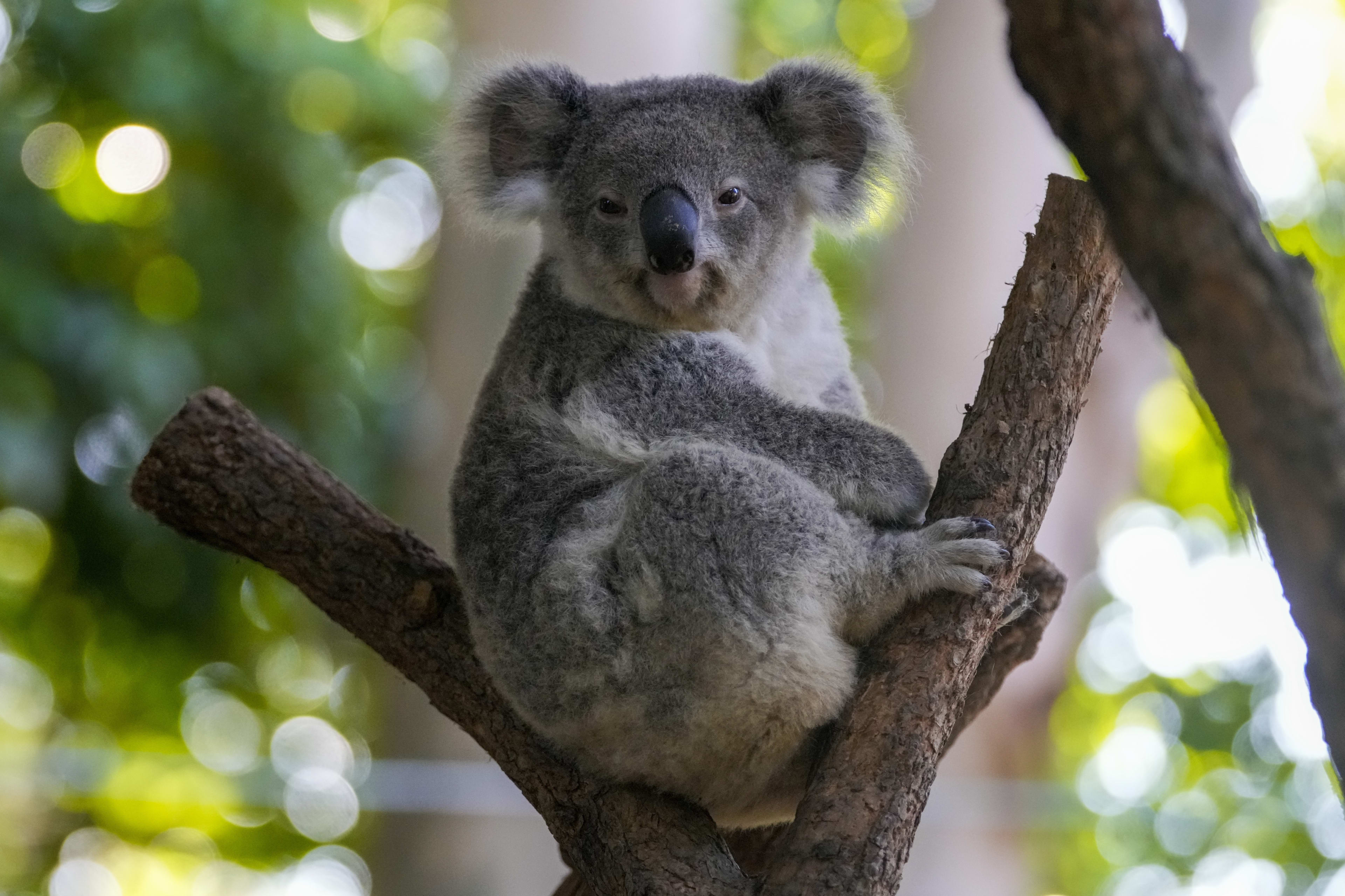 Koala's komen pas maanden later naar Ouwehands Dierenpark