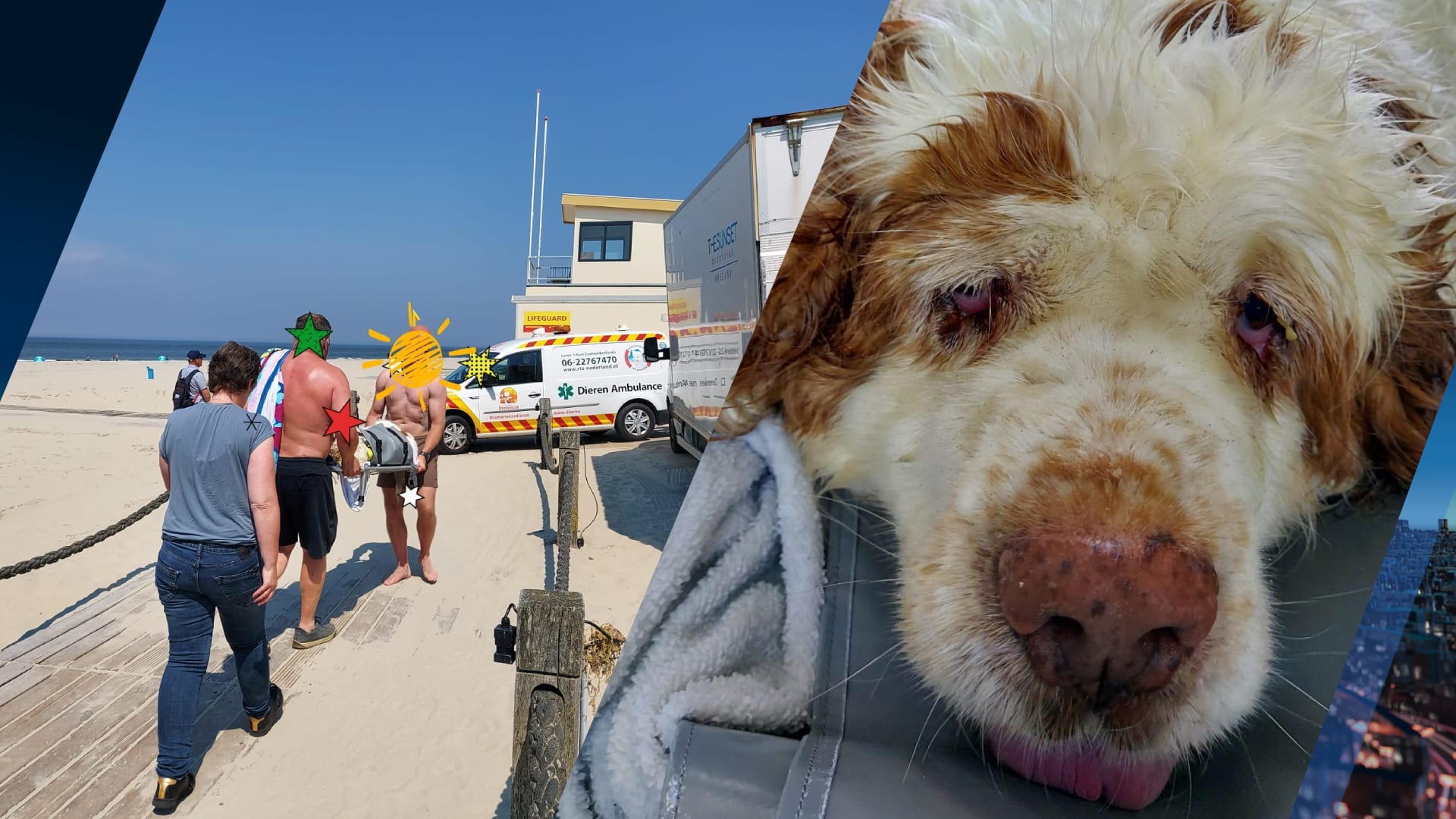 Hond Jasper valt door oververhitting neer op strand Ameland: ‘Houd dieren uit de zon’