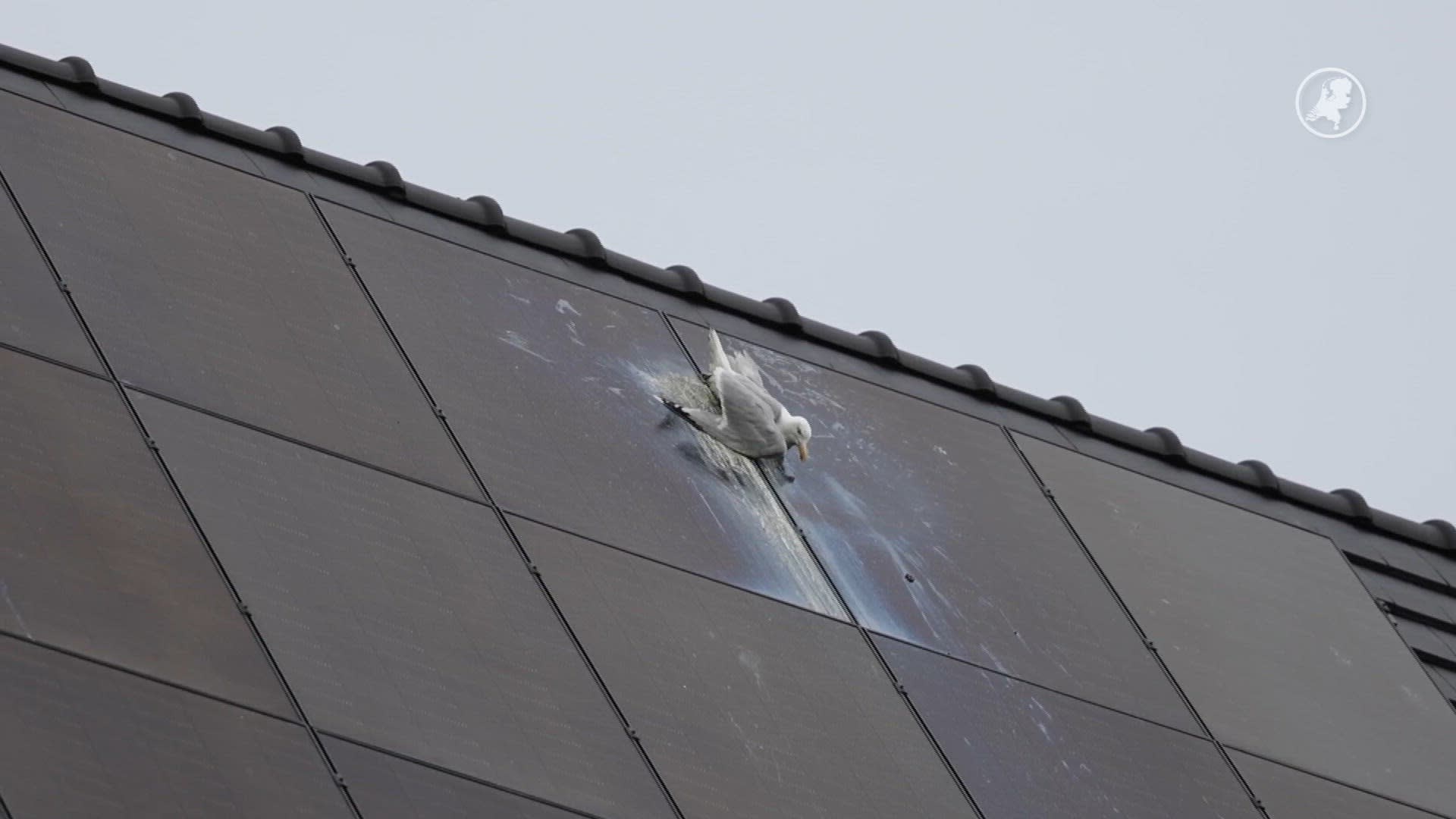 Meeuw komt klem te zitten tussen zonnepanelen