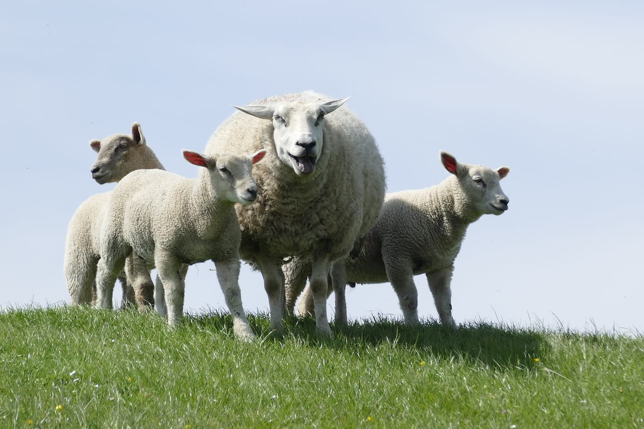 Ontsnapte schapen lopen snelweg op, automobilist rijdt in blinde paniek bijna hele kudde dood