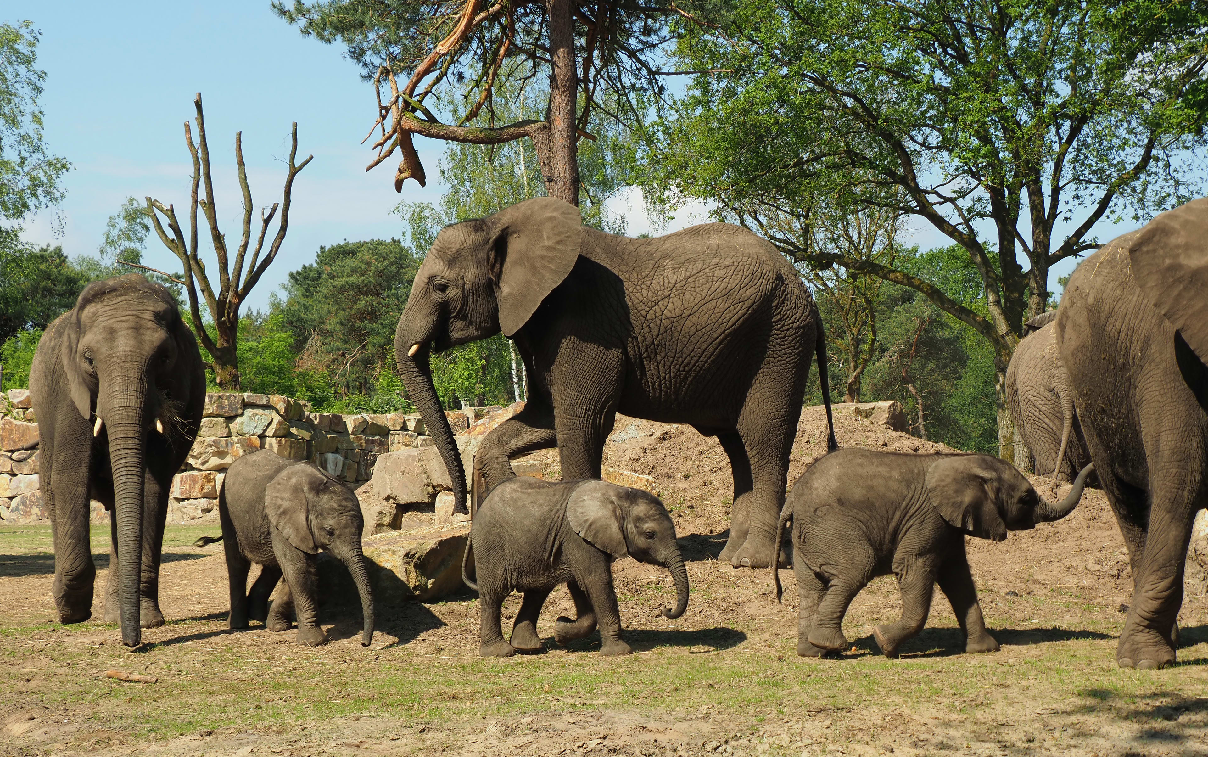 Baby-olifantjes Beekse Bergen zetten eerste stapjes