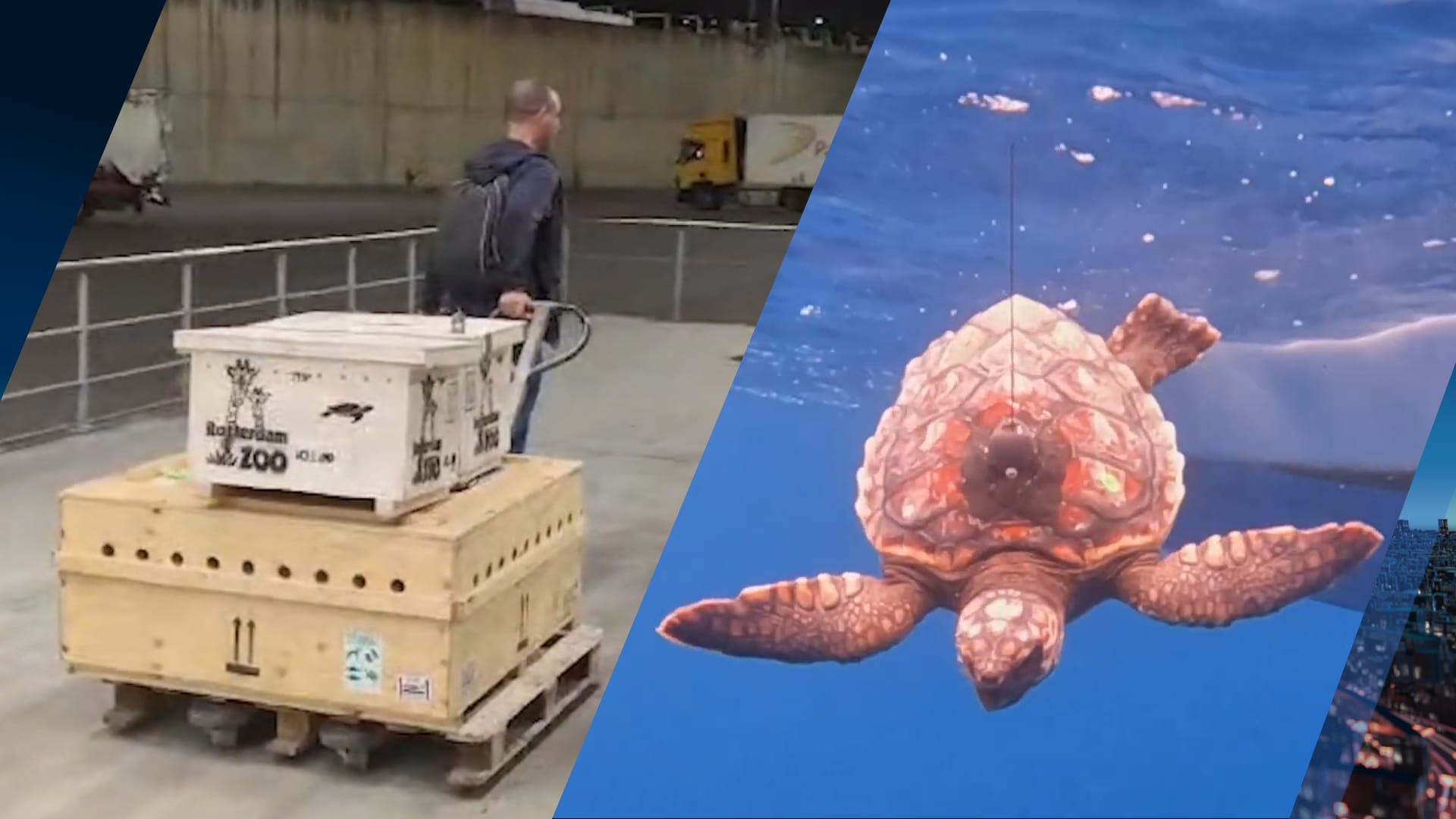 Bijzonder transport: Blijdorpse schildpadden terug naar de Azoren