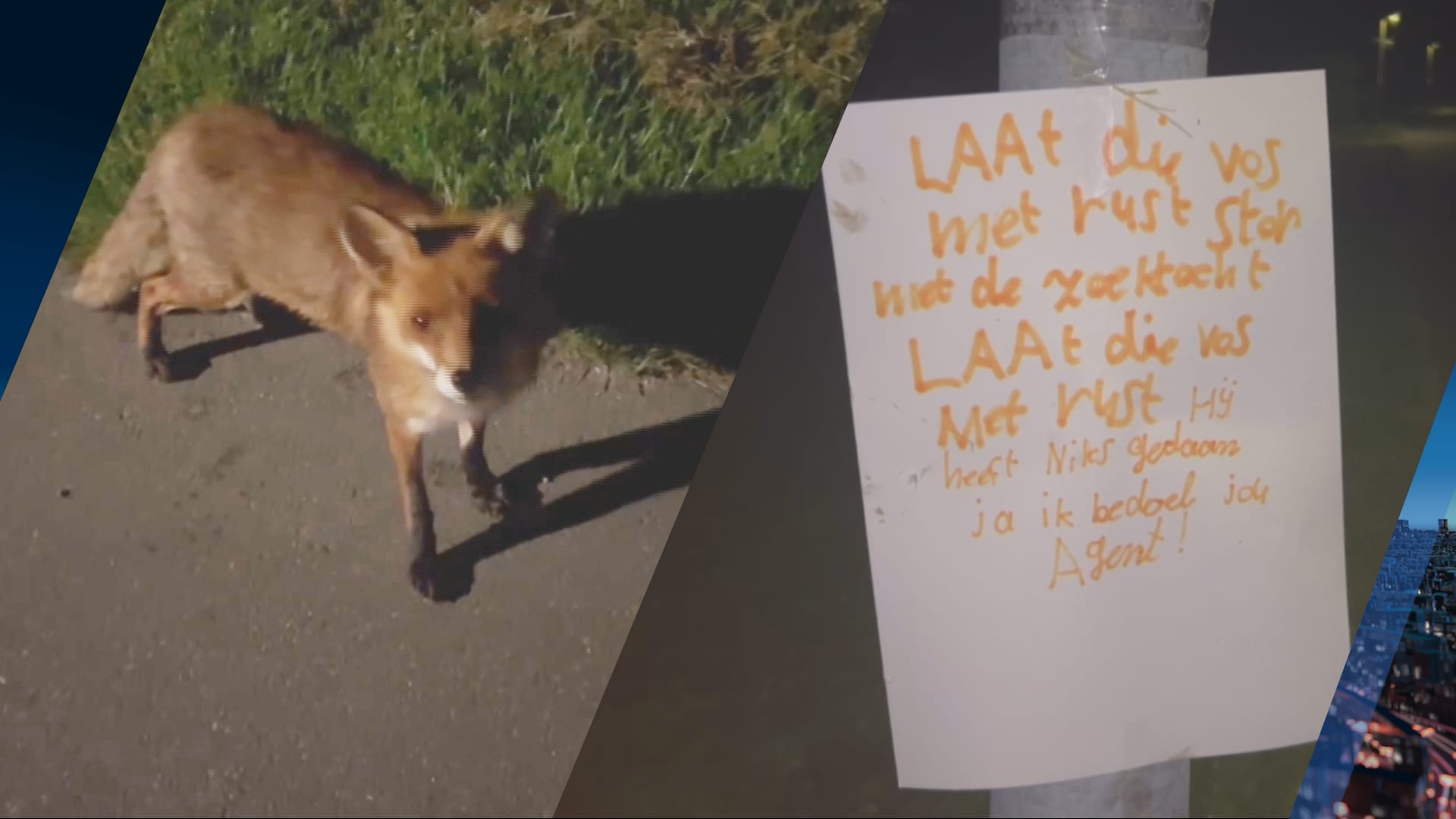 ZIEN: Tamme vos in Lelystad houdt buurt bezig