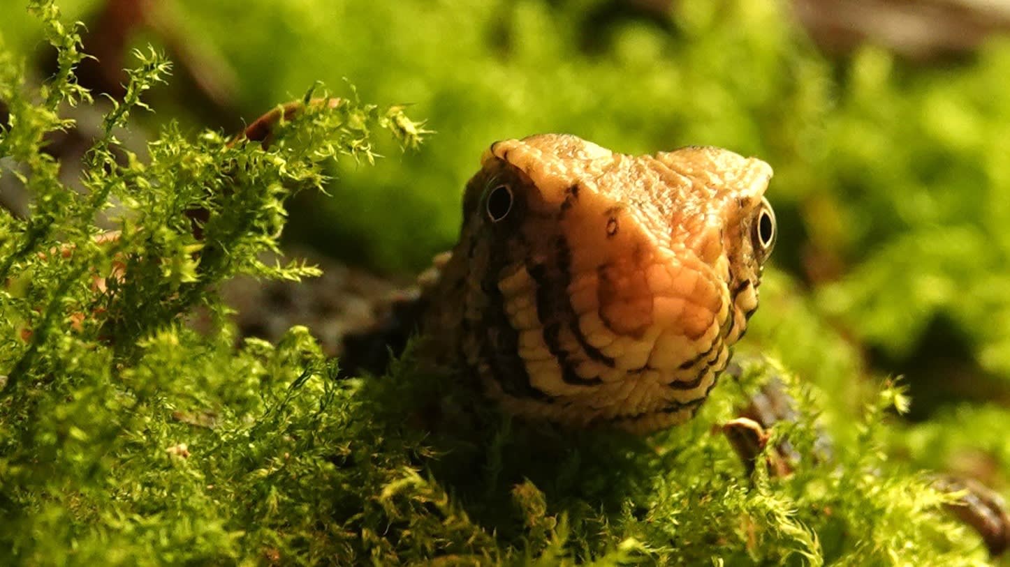 Bedreigde Chinese krokodilstaarthagedis geboren in DierenPark Amersfoort