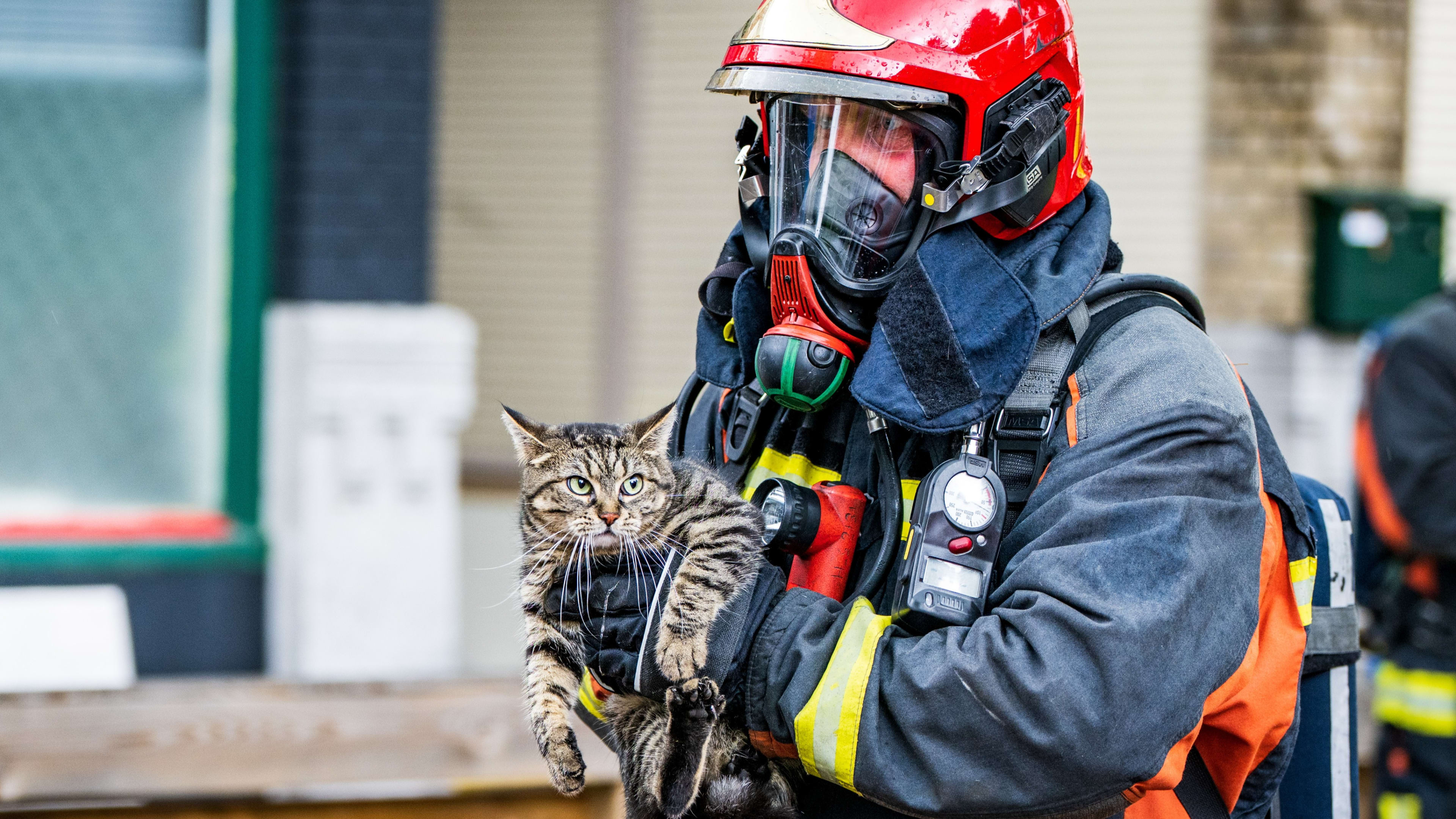 Twintig katten gered uit brandende woning in Spijkenisse, aantal gewond