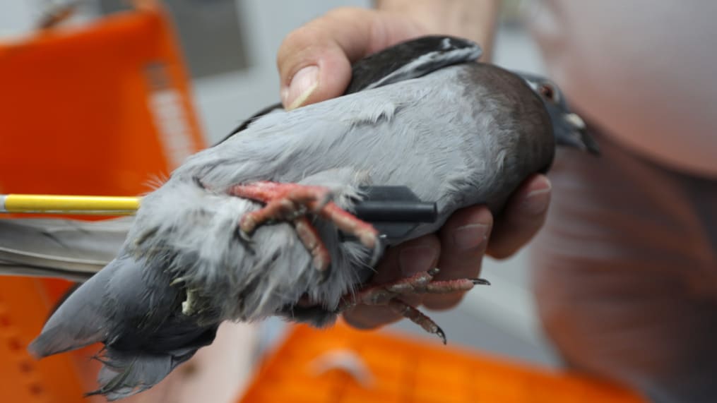 Duif beschoten met lange pijl in Den Haag, dierenpolitie start onderzoek