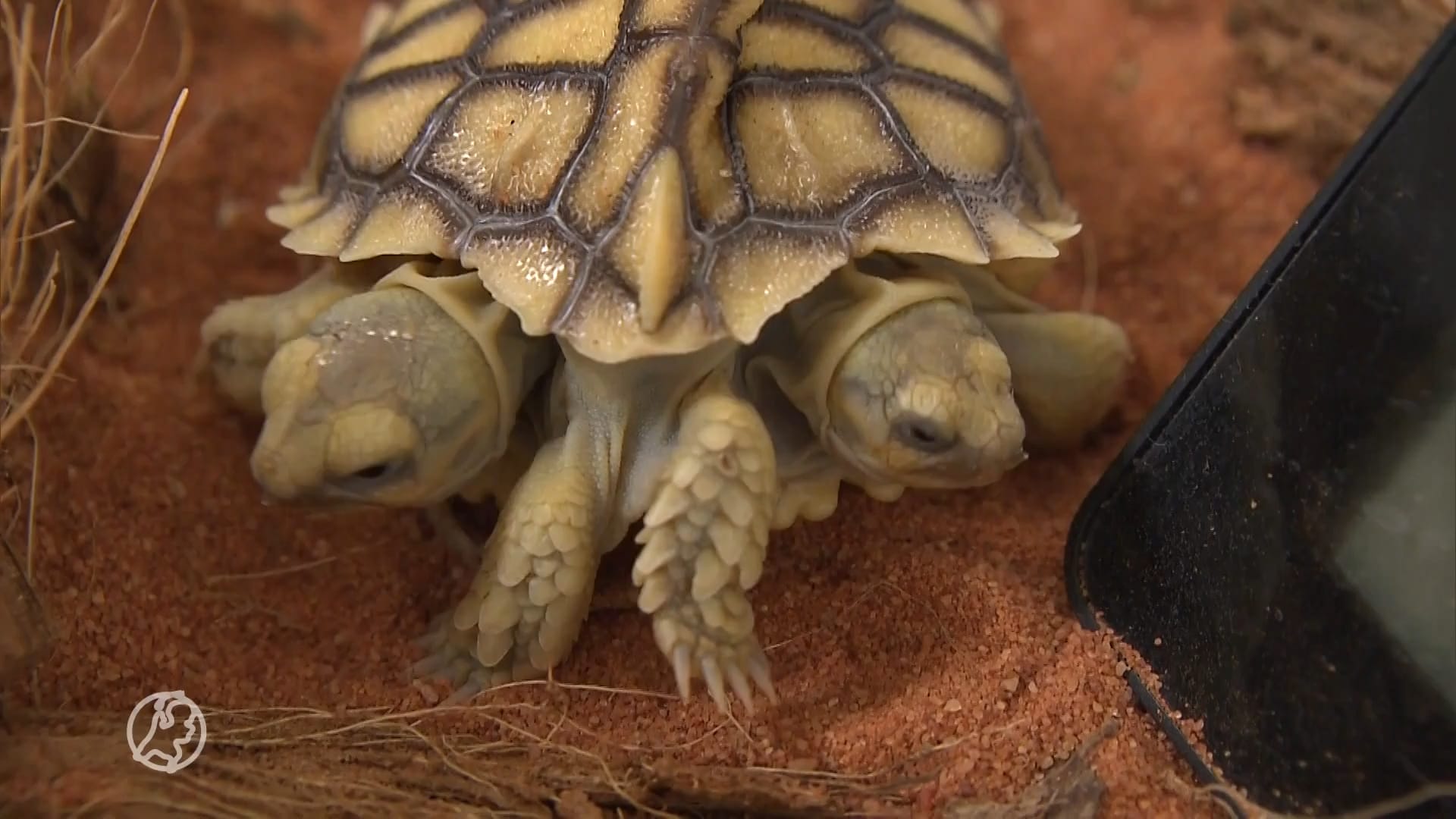 Unieke tweekoppige schildpad geboren: één hart, twee staarten en zes poten