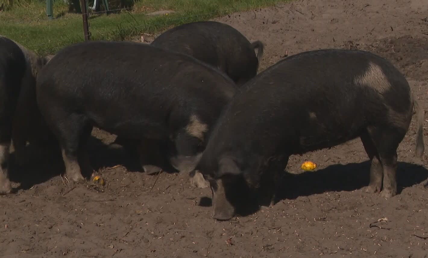 Akkervarkens overspoeld met lekkers: 'Duizendknoop kan wel wachten'