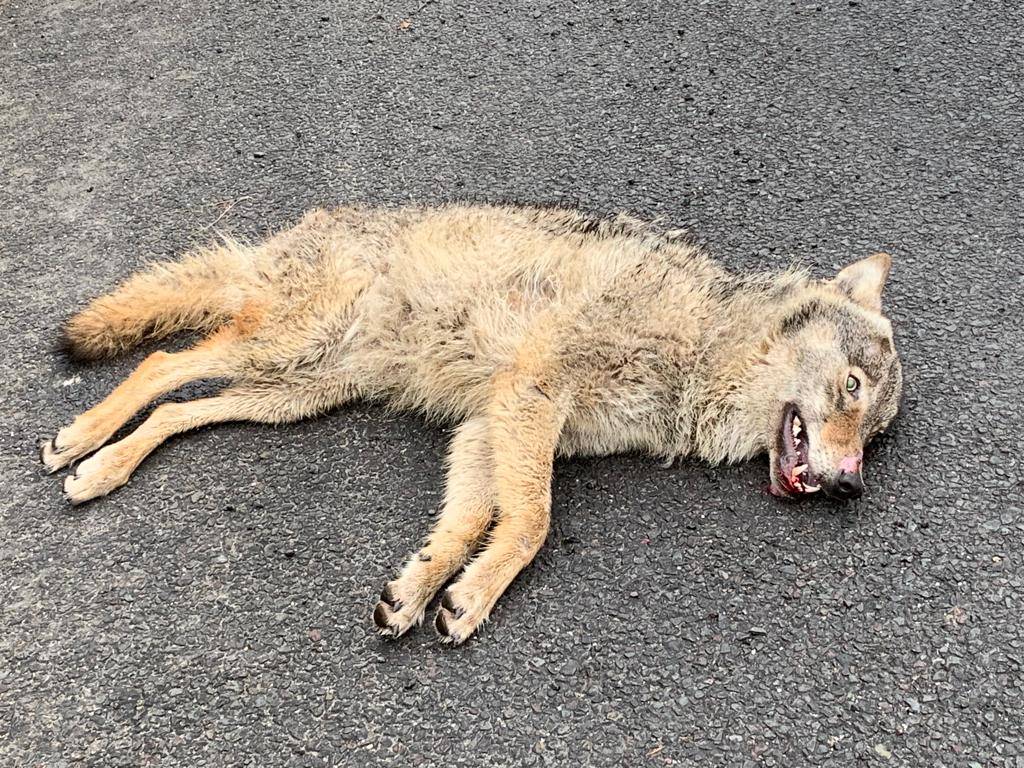 Wolf doodgereden op A2 in Limburg