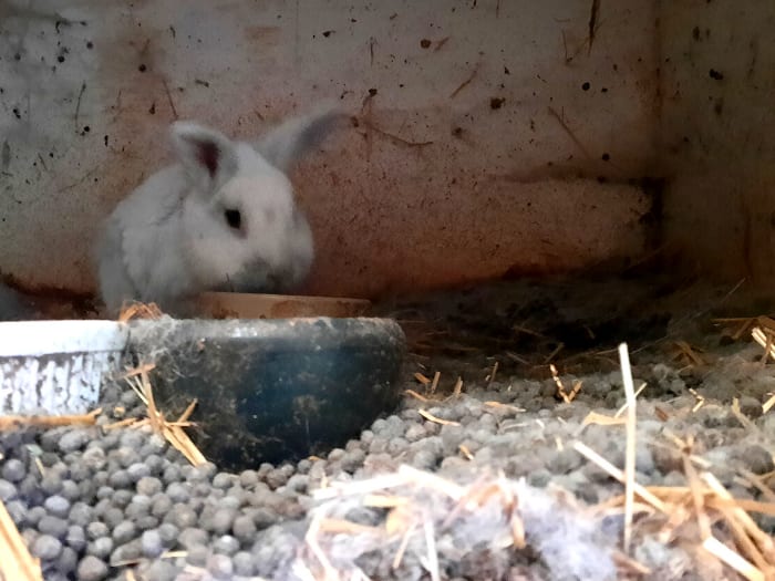 Ernstig verwaarloosde konijnen in beslag genomen: 'Nauwelijks water, vieze kooien en geen eten'