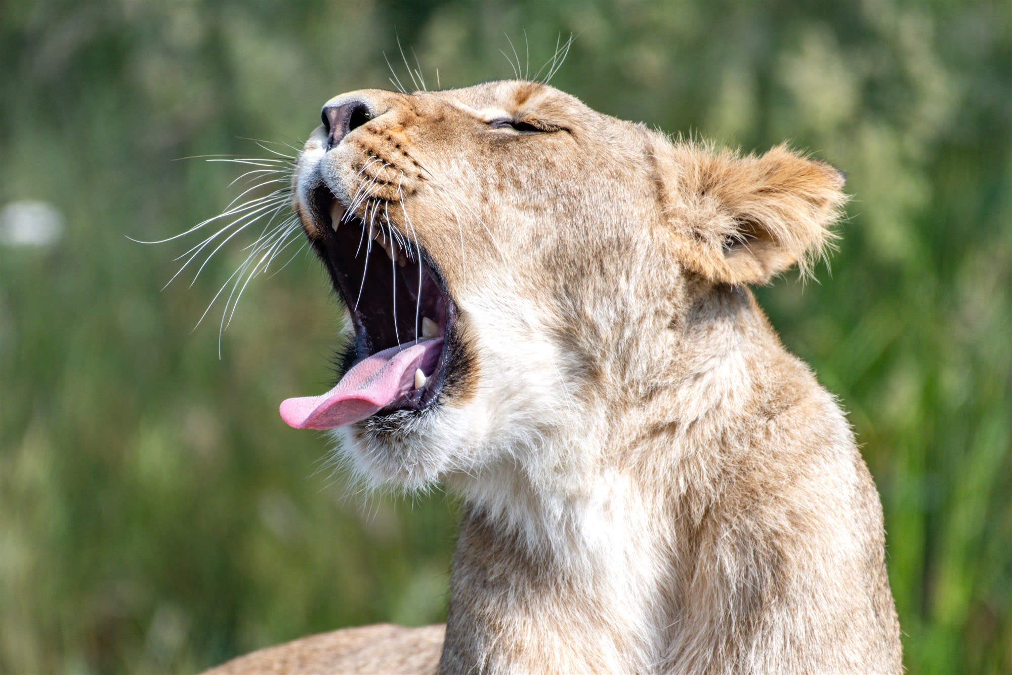 'Aantal dierentuinen gaat coronacrisis mogelijk niet overleven'