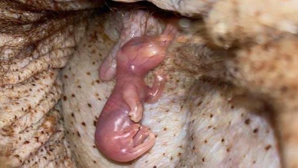 Bijzonder! Pasgeboren wallaby ontdekt in Wildlands Emmen