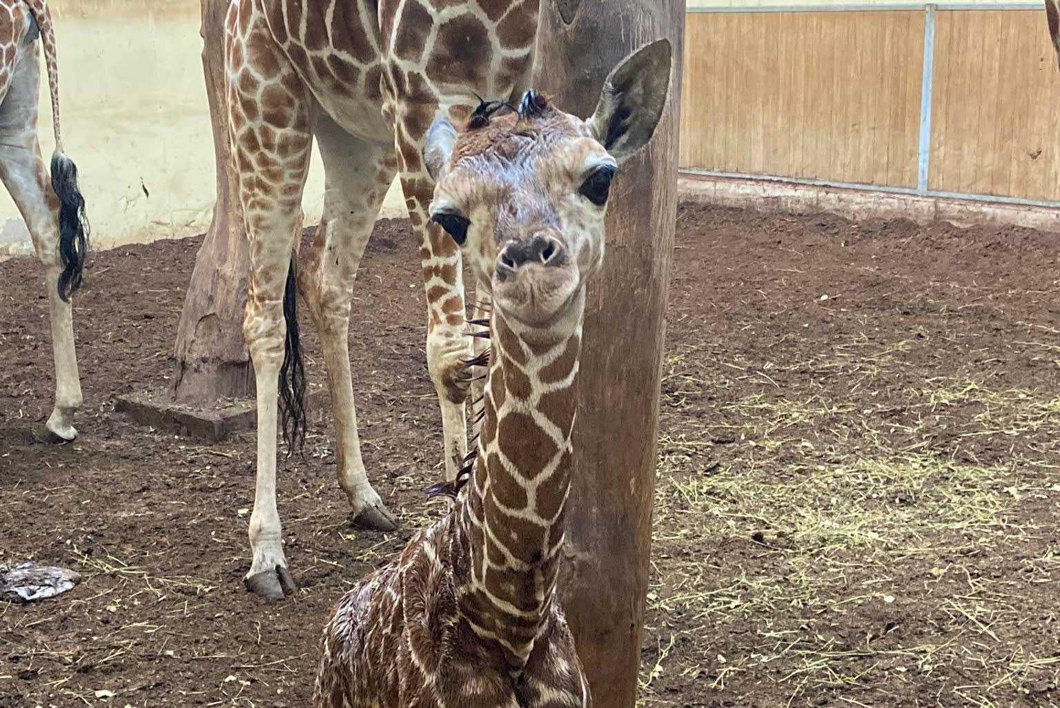 In het wild bedreigde netgiraffe geboren in Brabantse dierentuin