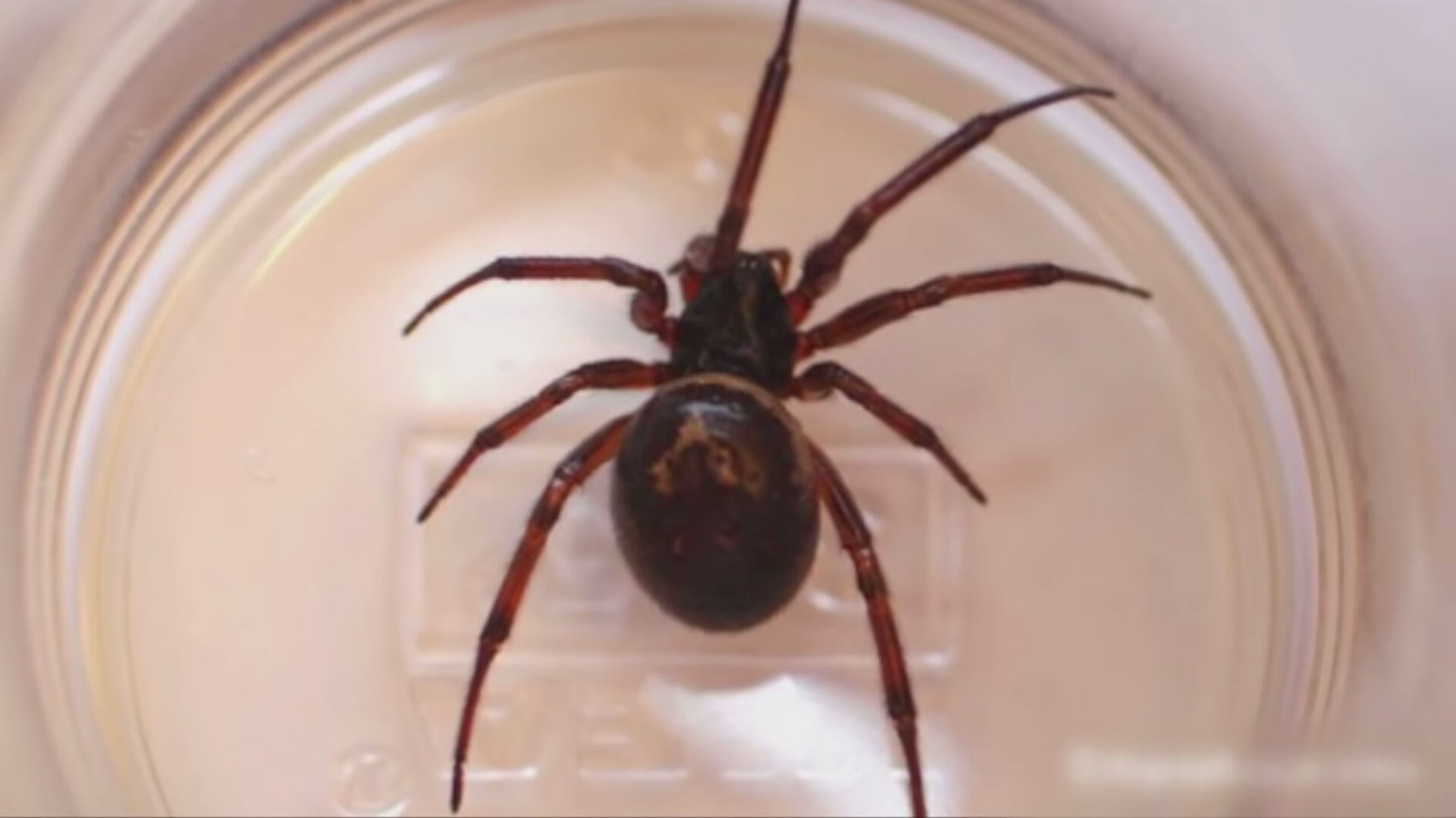 Valse weduwe rukt op, beet van de spin zorgt voor ernstige gevolgen