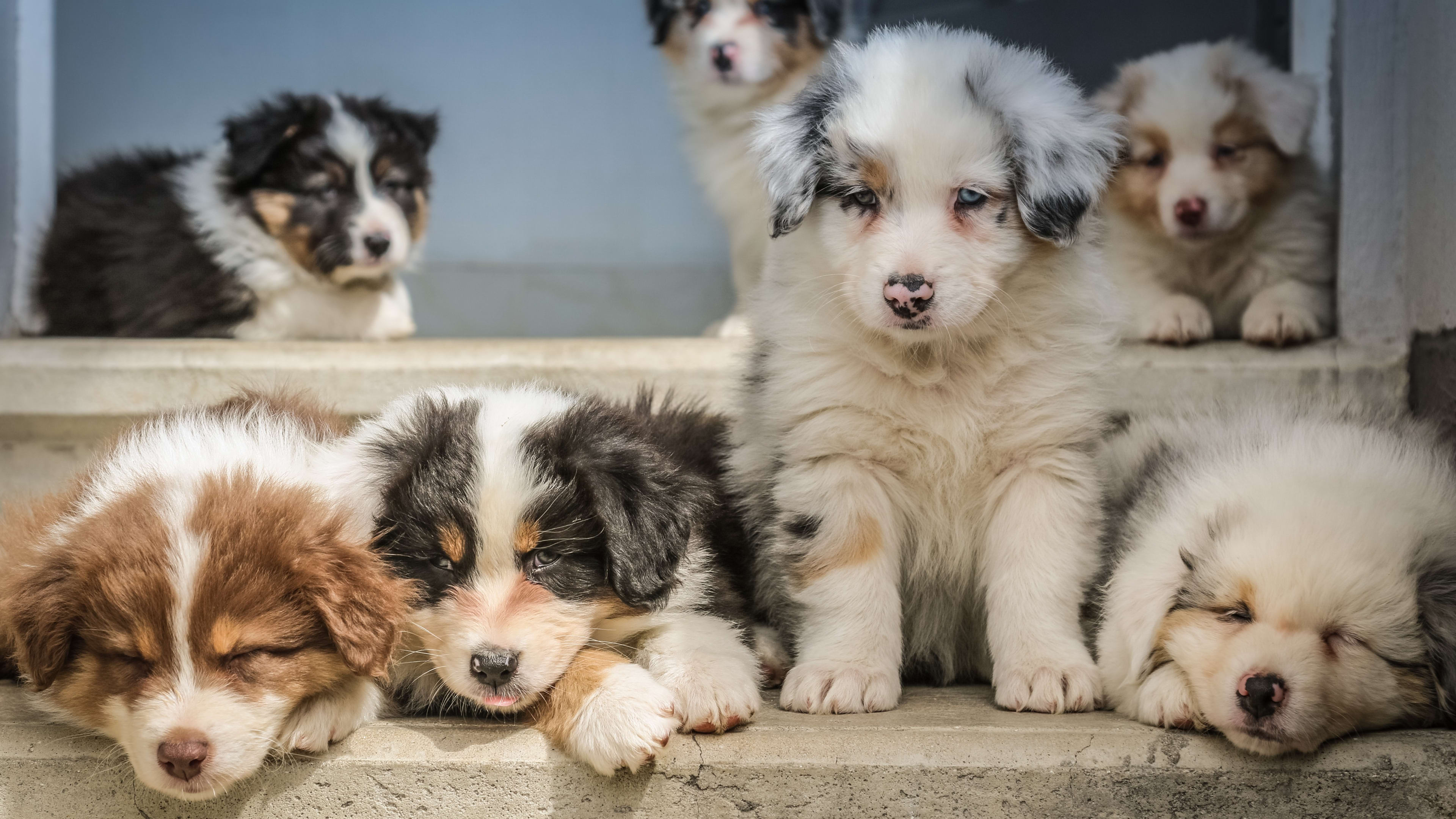 Tweetal opgepakt voor illegale puppyhandel, kopers kregen ander ras of zieke pup