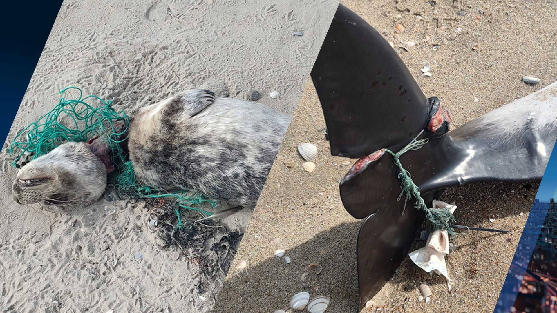 Ecomare maakt zich zorgen om verstrikking bij zeedieren na nieuwe sterfgevallen