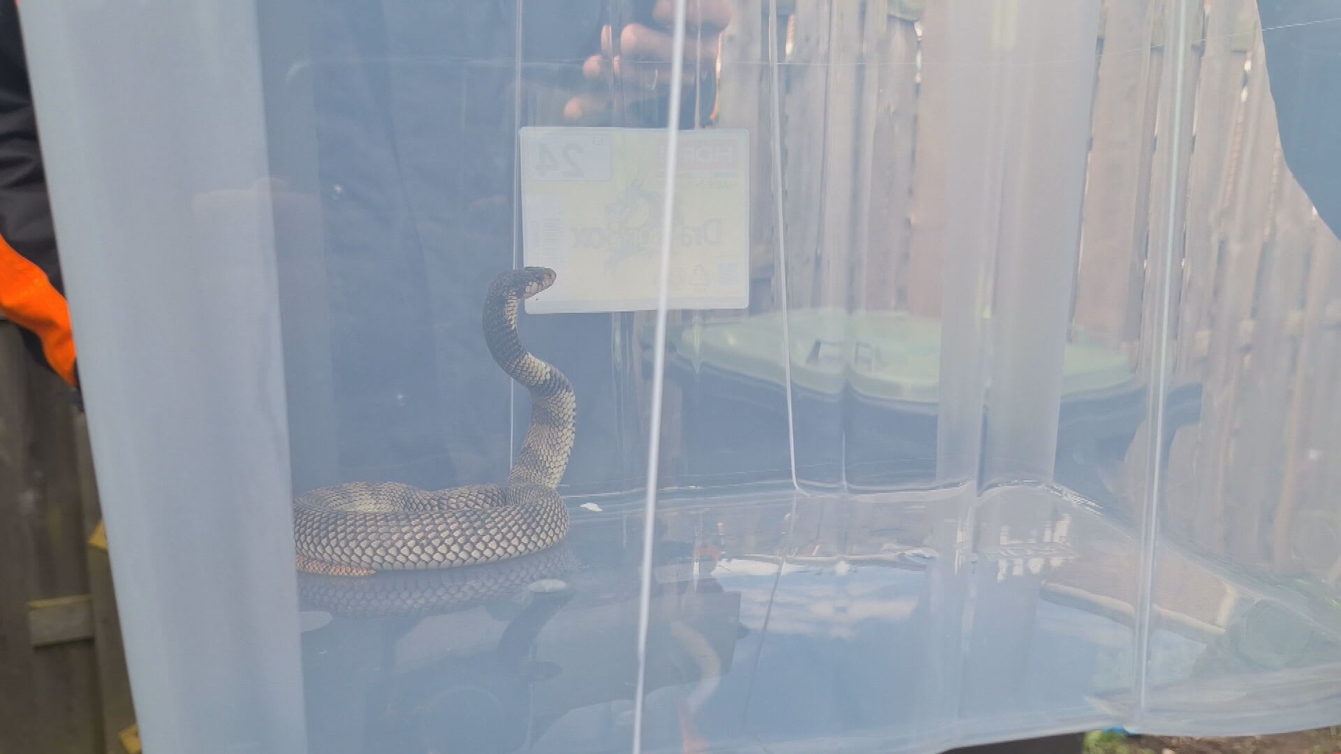 Ontsnapte giftige cobra na maand weer gevangen in Lelystad