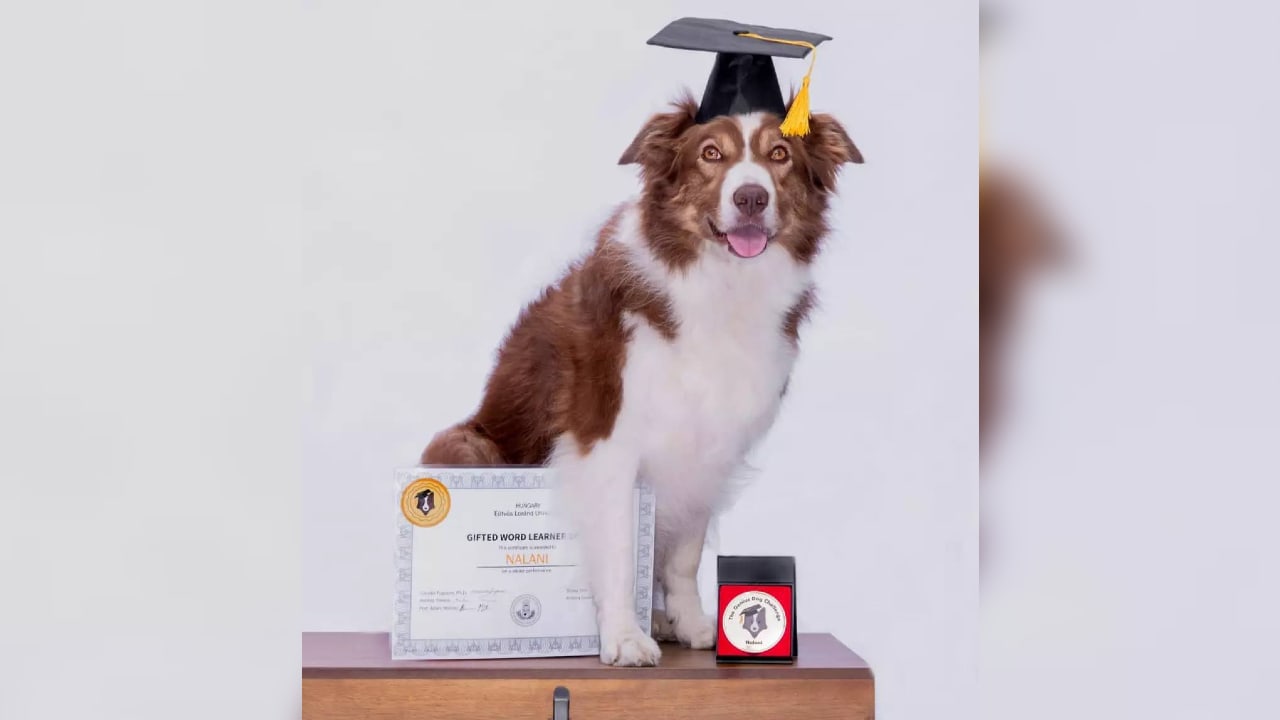 'Slimste hond van Nederland' overleden, Nalani kon 141 speeltjes uit elkaar houden