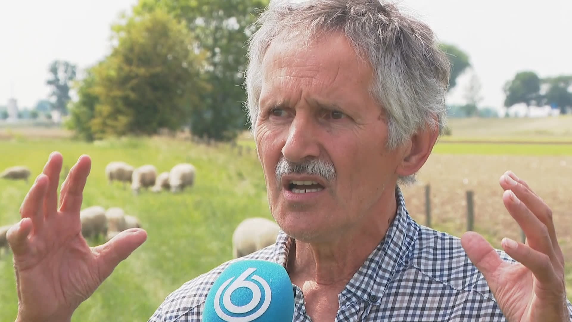 Schapenboer Jos is woest na 43 doodgebeten schapen: 'Die wolf en ik kunnen in Nederland niet samenzijn'