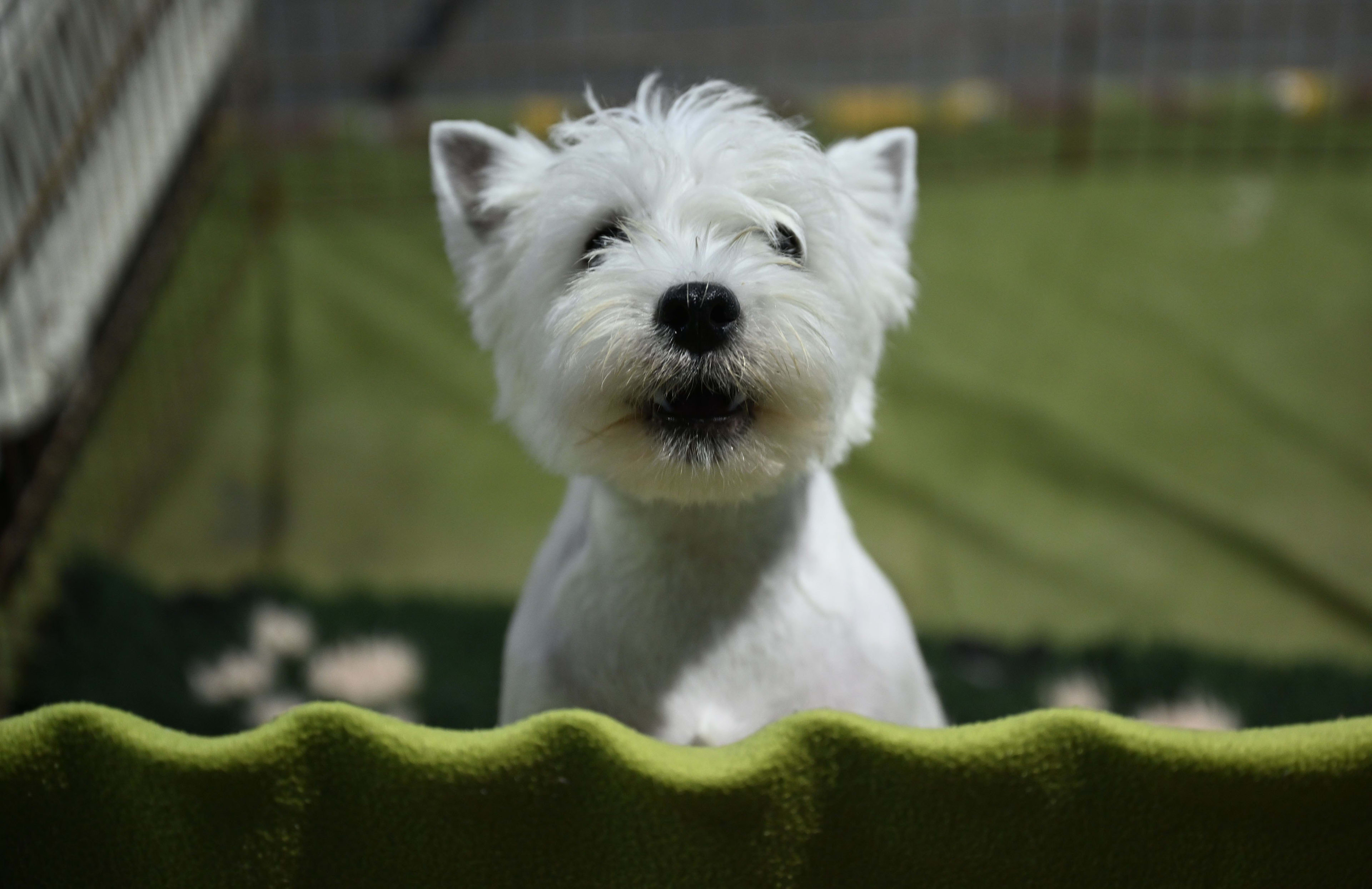 Hond Bartje overlijdt na aanval agressieve buurthond, baasjes in tranen