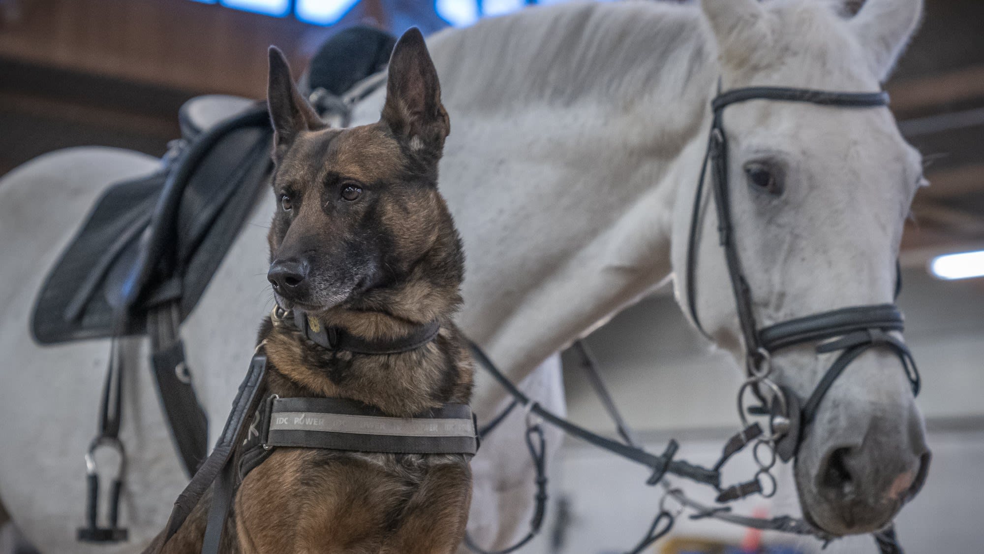 Politiehond Bumper overweegt nieuwe carrière als hulp van Sinterklaas