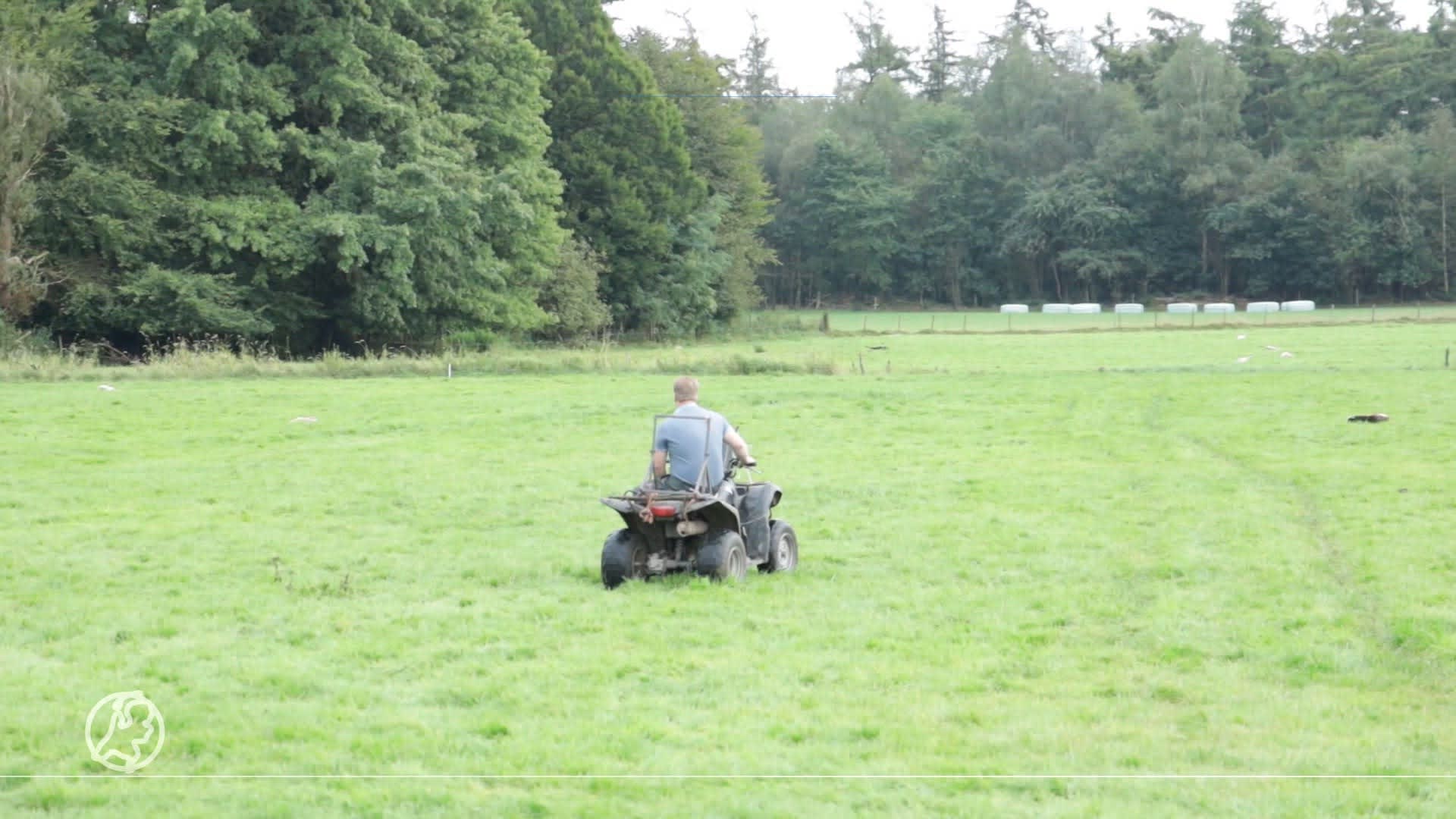 Wolf bijt 45 schapen, boer Erik blijft achter met slagveld: 'Je wordt er radeloos van'