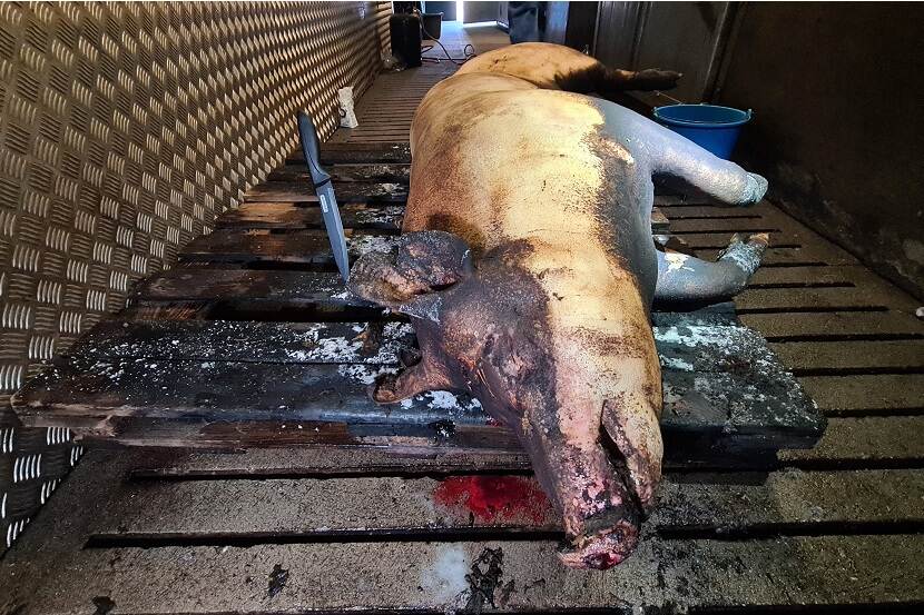 Illegale slachterij ontdekt waar klanten zelf varkens mochten slachten