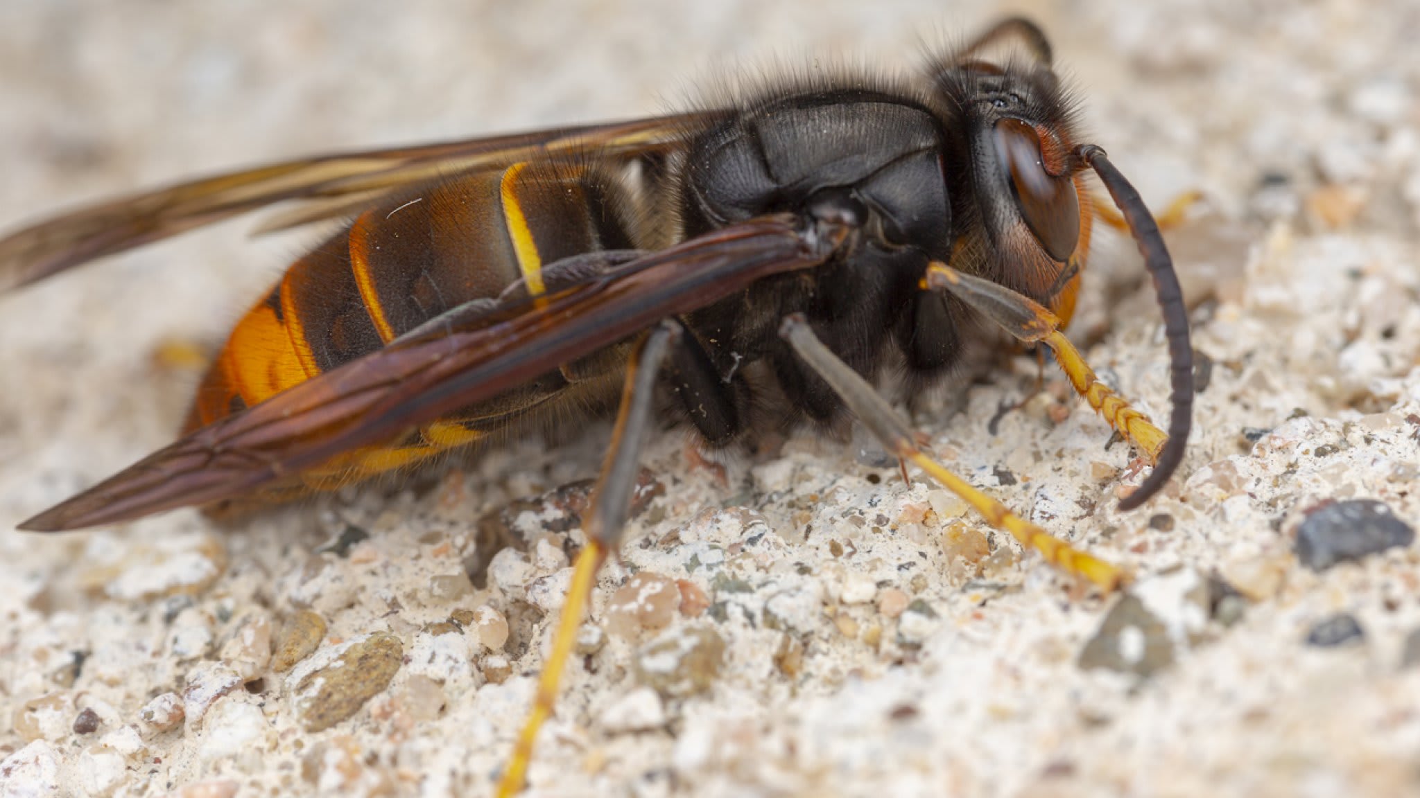 Exotische moordenaar rukt op: Aziatische hoornaar bereikt Noord-Nederland