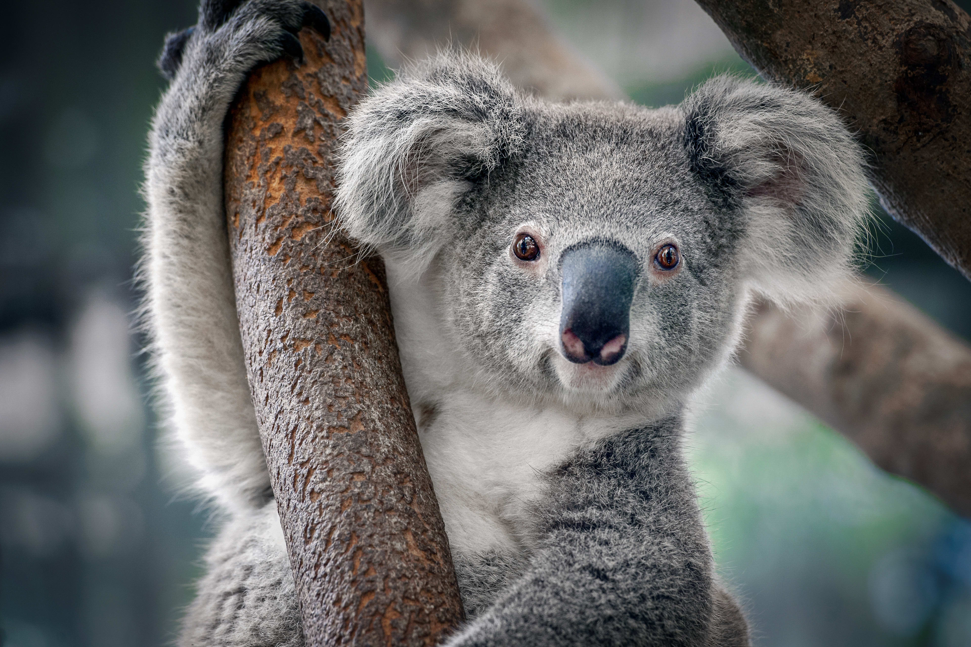 Drukte op wegen richting koala's, Ouwehands Dierenpark is vol