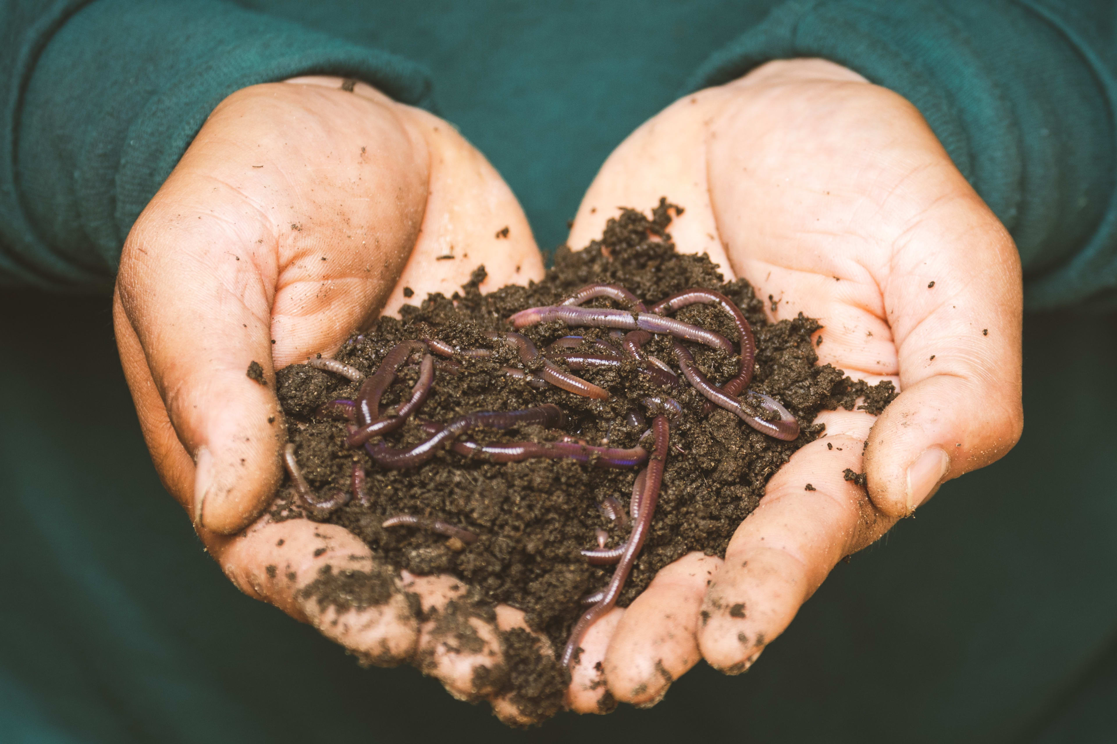 Regenworm domineert in Nederlandse tuin, pissebed heeft nakijken