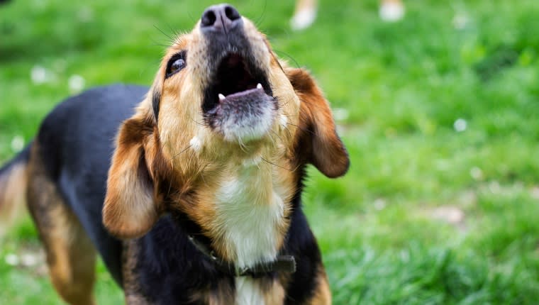 Man die blaffende hond van overburen neerschoot heeft spijt: 'Emotie nam het over'