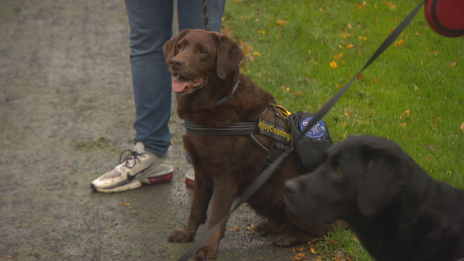 Honden inzetten tegen zwerfvuil? 'Joy jaagt niet naar eenden, maar naar plastic!'