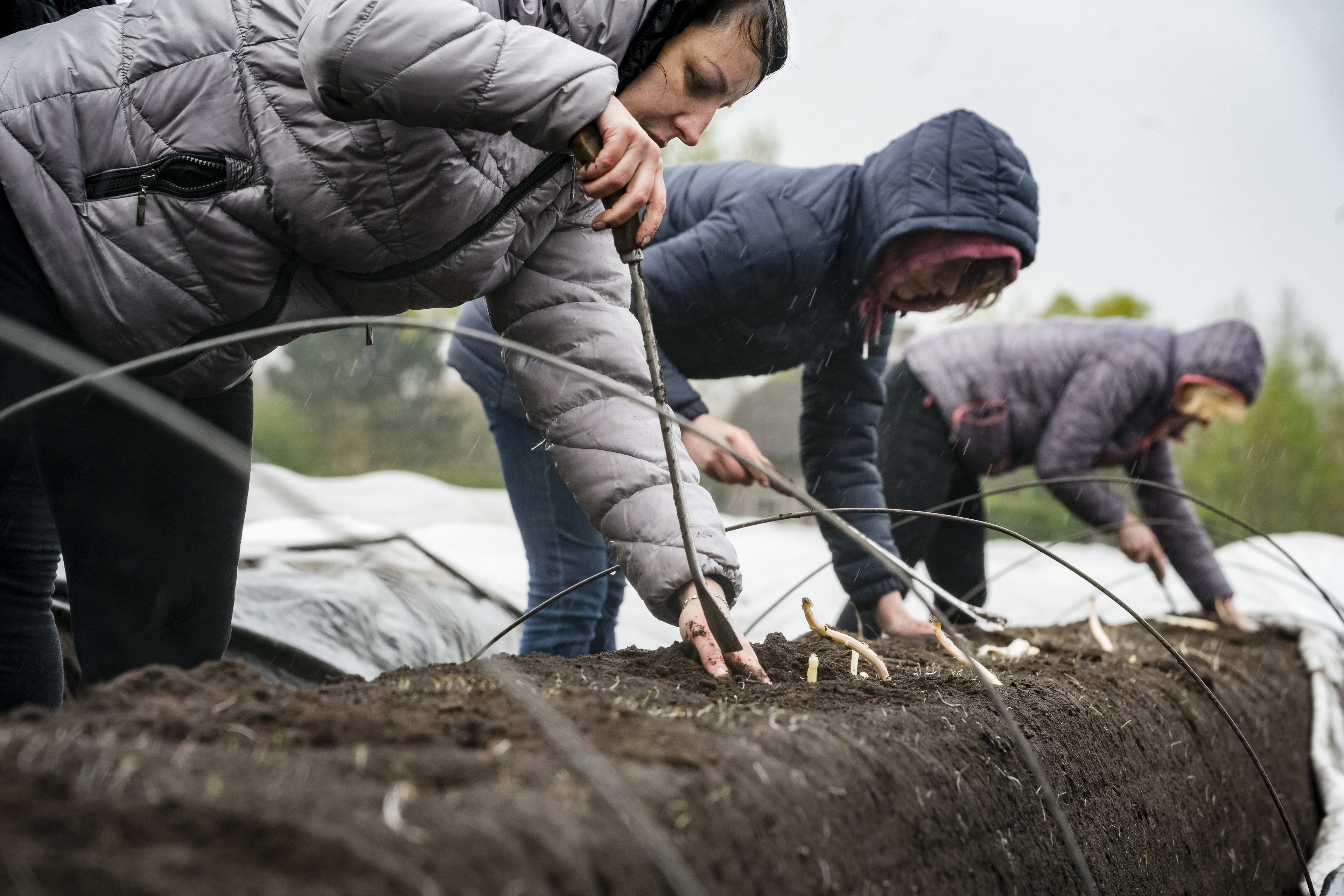 'Bijna de helft van gevluchte Oekraïners in Nederland aan het werk'
