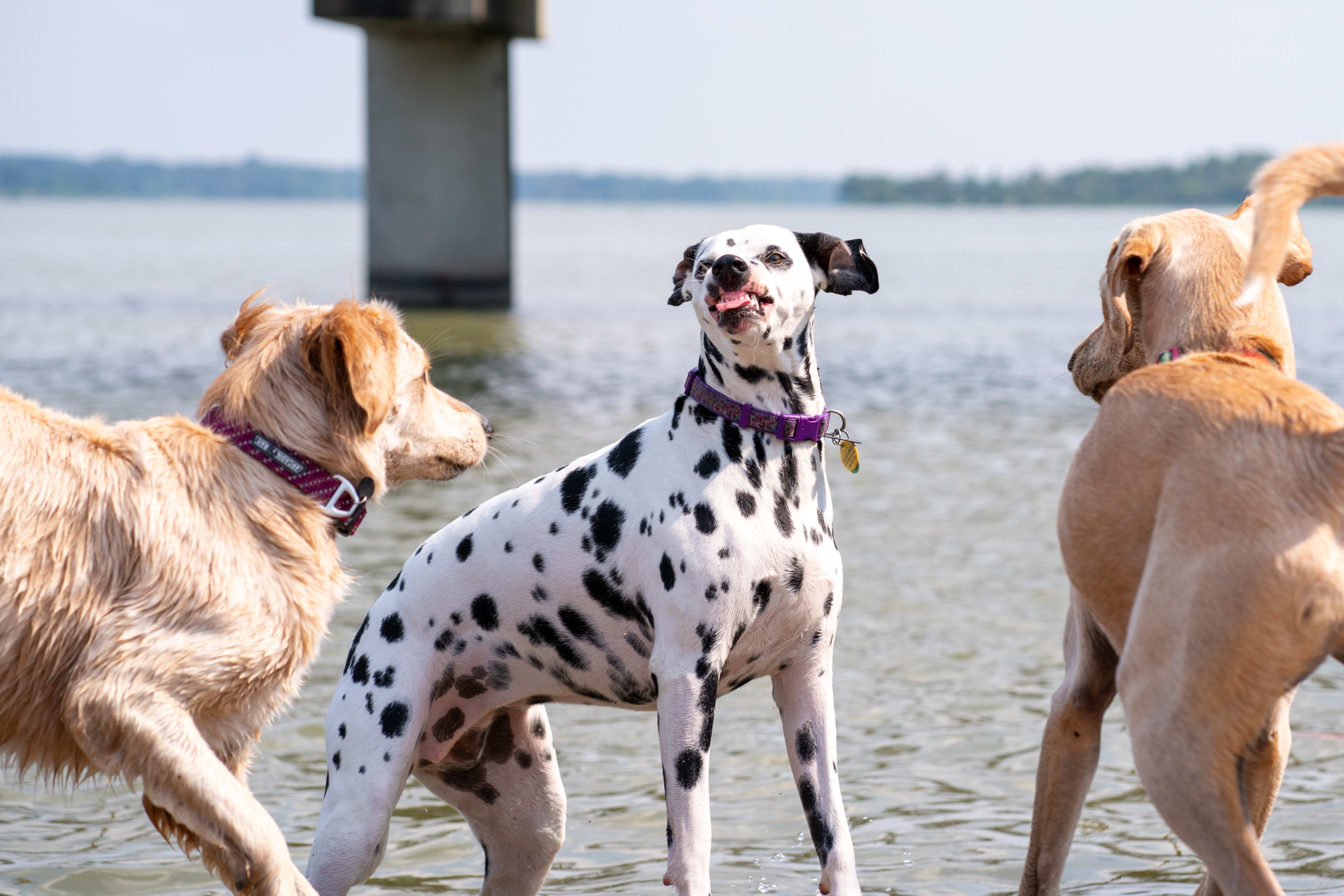 NVWA: let komende warme dagen extra goed op dieren