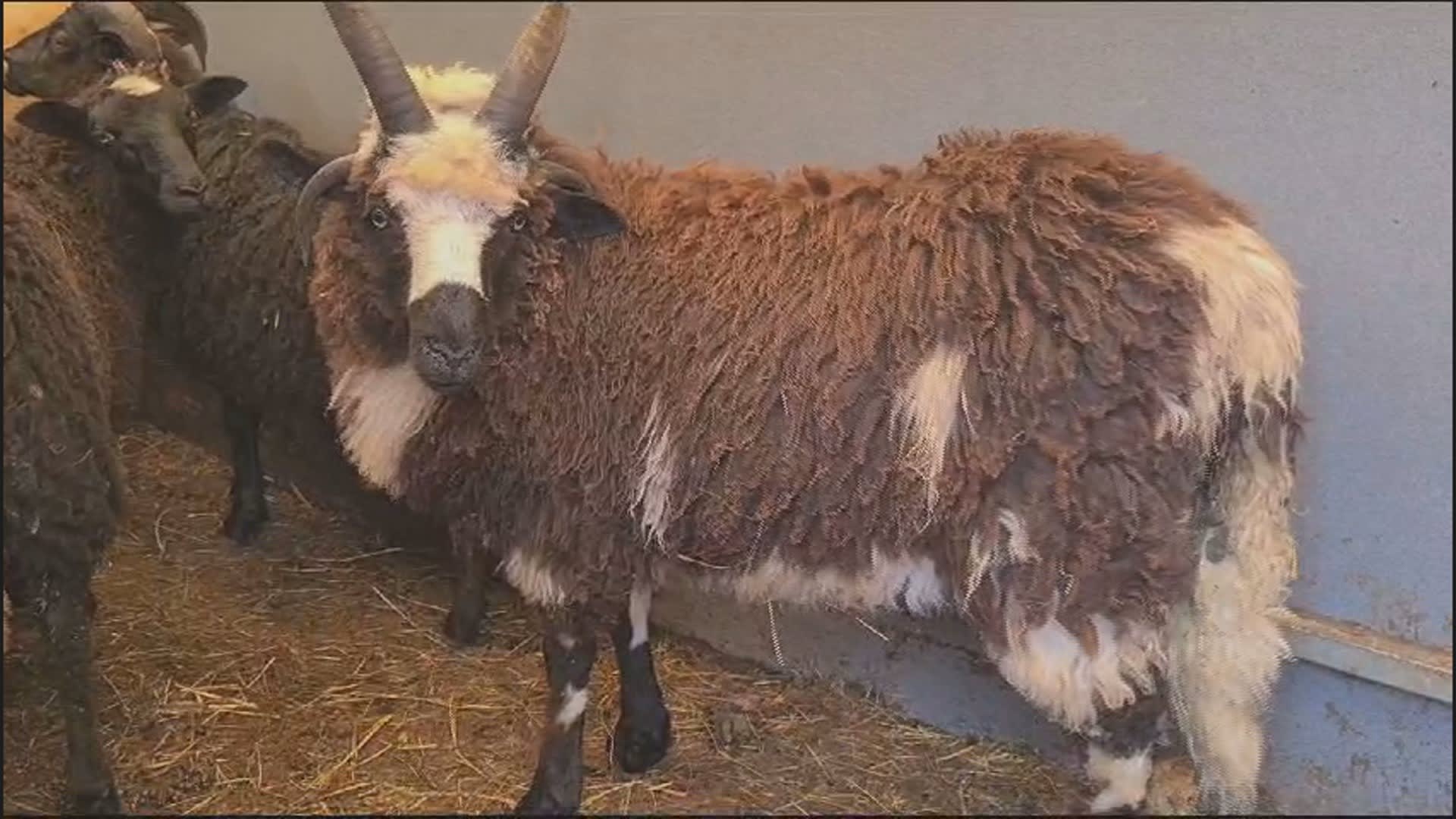 NVWA haalt 125 verwaarloosde dieren weg bij Limburgse veehouder