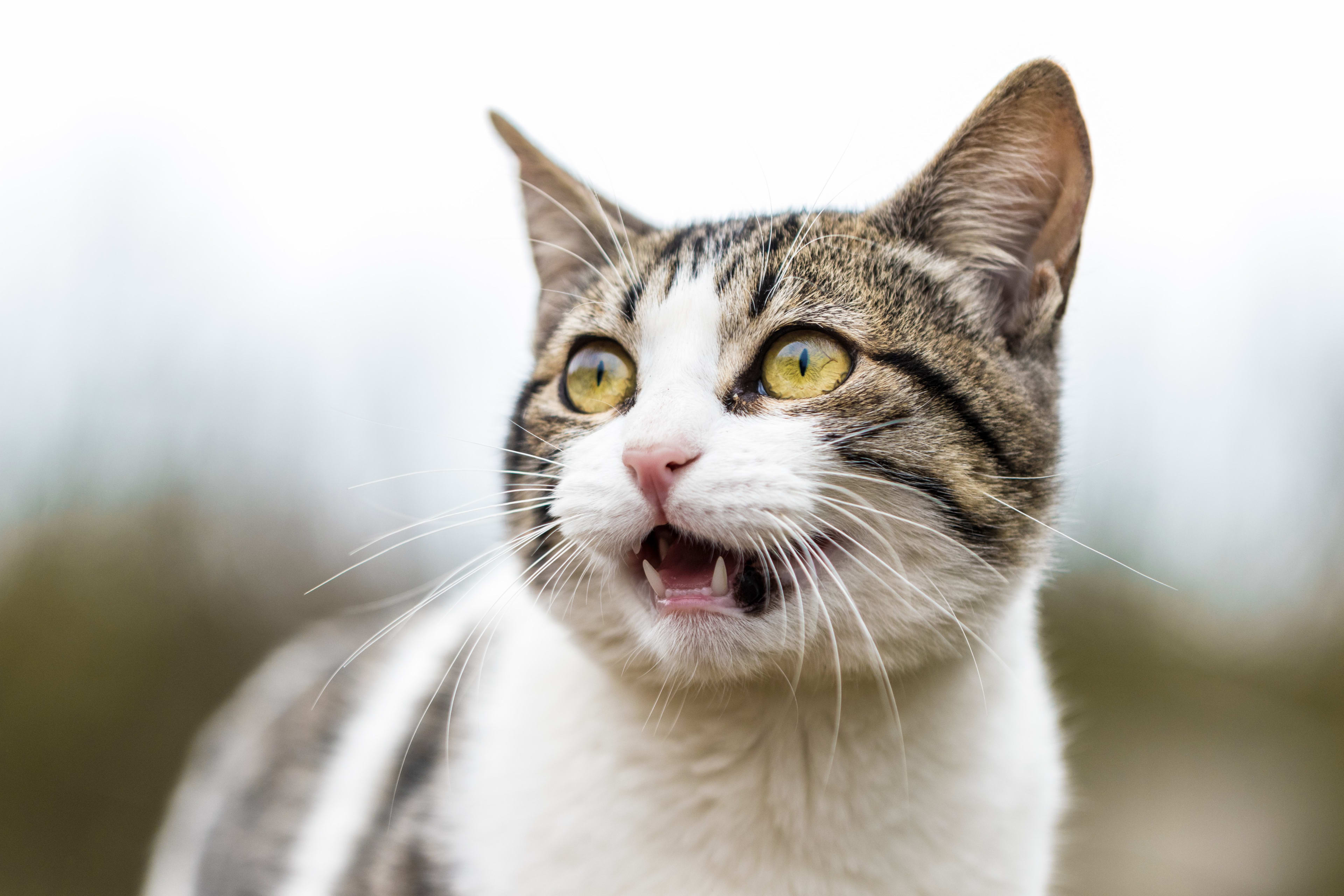 Dierenbeul martelt en doodt zeven katten, hoeft van OM niet meer de cel in