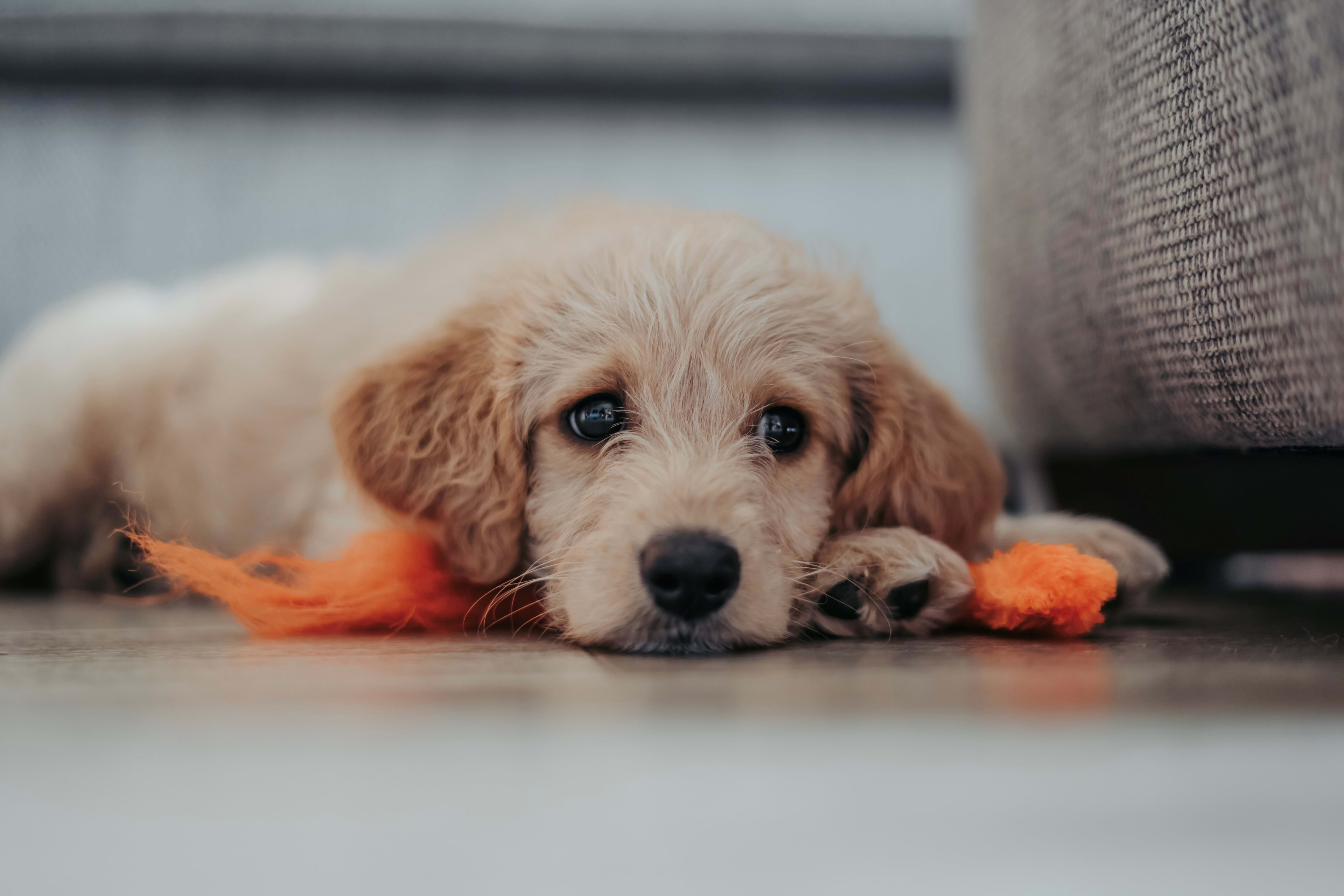 'Man uit Woerden maakte drie afspraken om eigen hond te laten misbruiken'