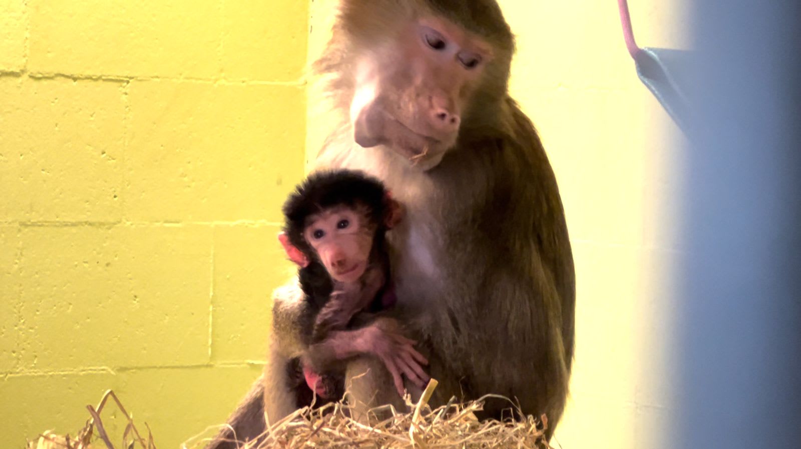 Europap-aap: pasgeboren bavianenjong vernoemd naar Joost Klein