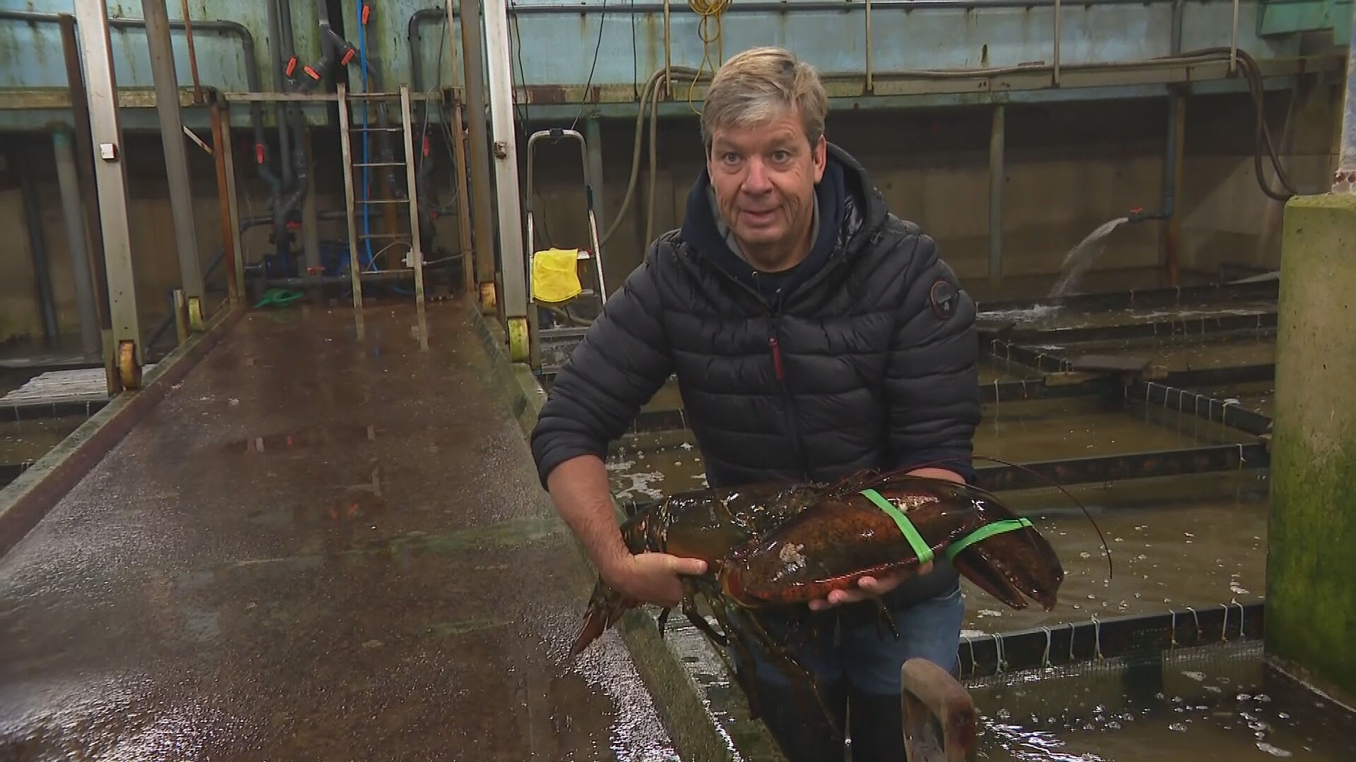 Kweker Hans krijgt 100 jaar oude reuzenkreeft van 11 kilo binnen: 'Die klauwen!'