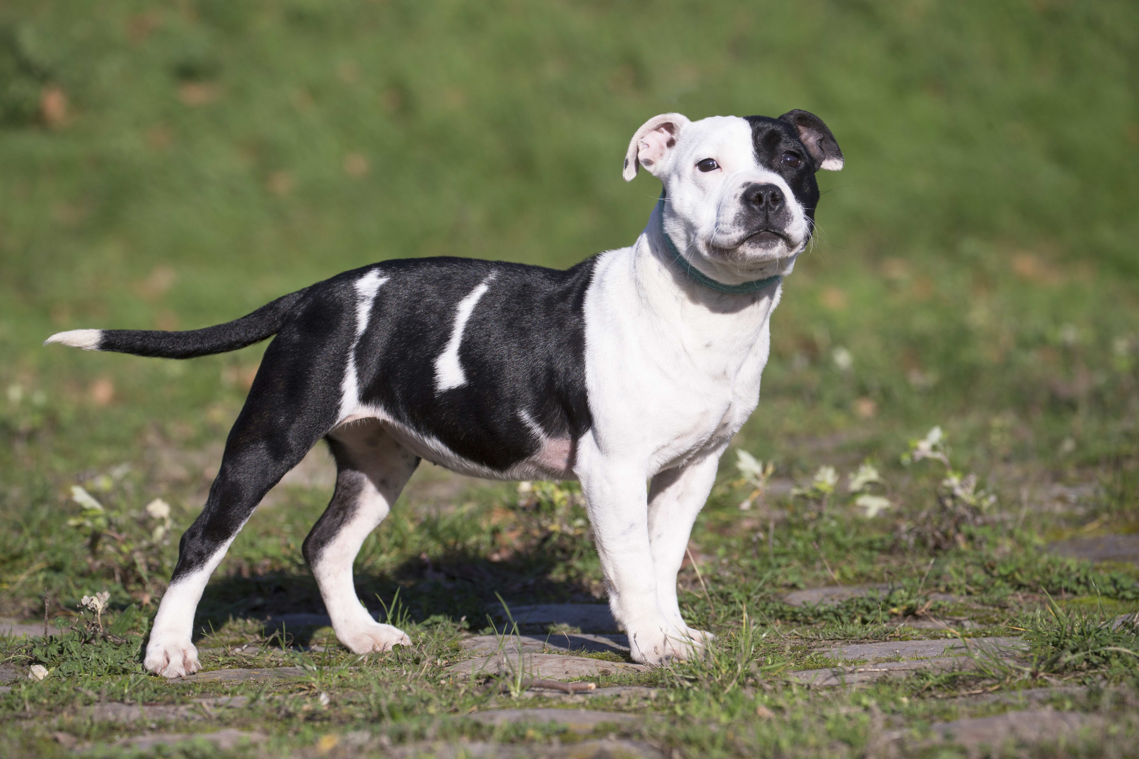 Hond afgemaakt na aanvallen medewerkers in dierenopvang, slachtofferhulp ingeschakeld