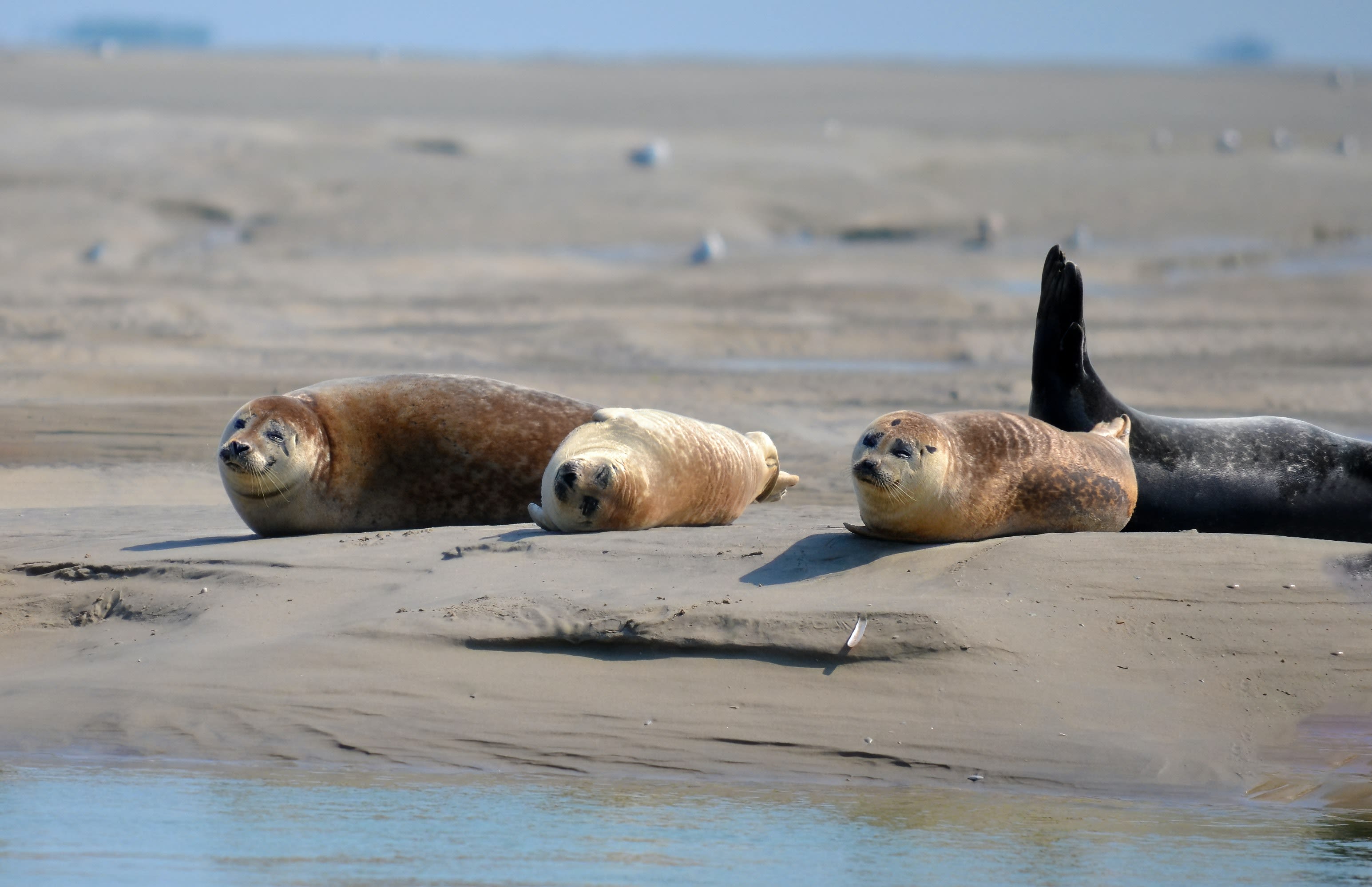 Weer minder zeehonden in Waddenzee, verstoren leefgebied mogelijk oorzaak