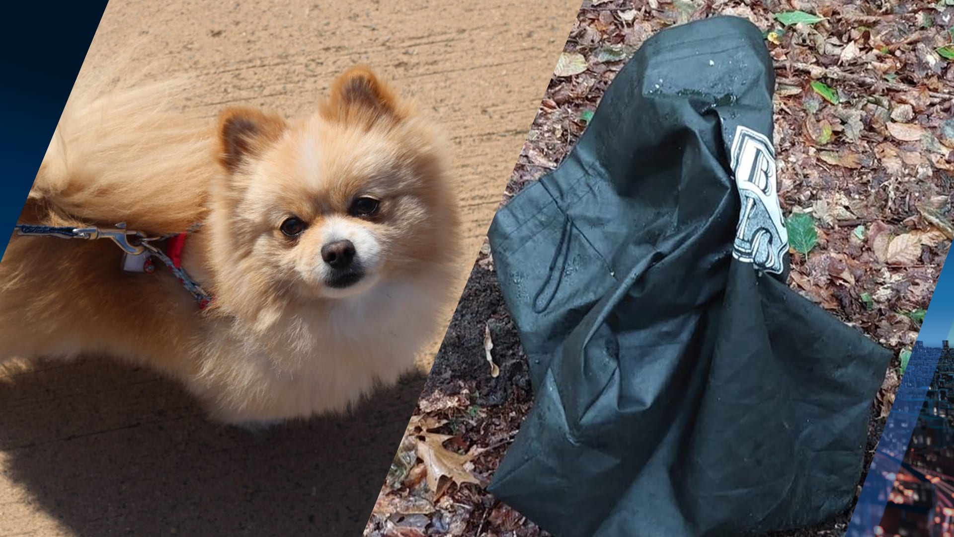 Lugubere vondst in bos bij Emmen: dood hondje in tas gedumpt