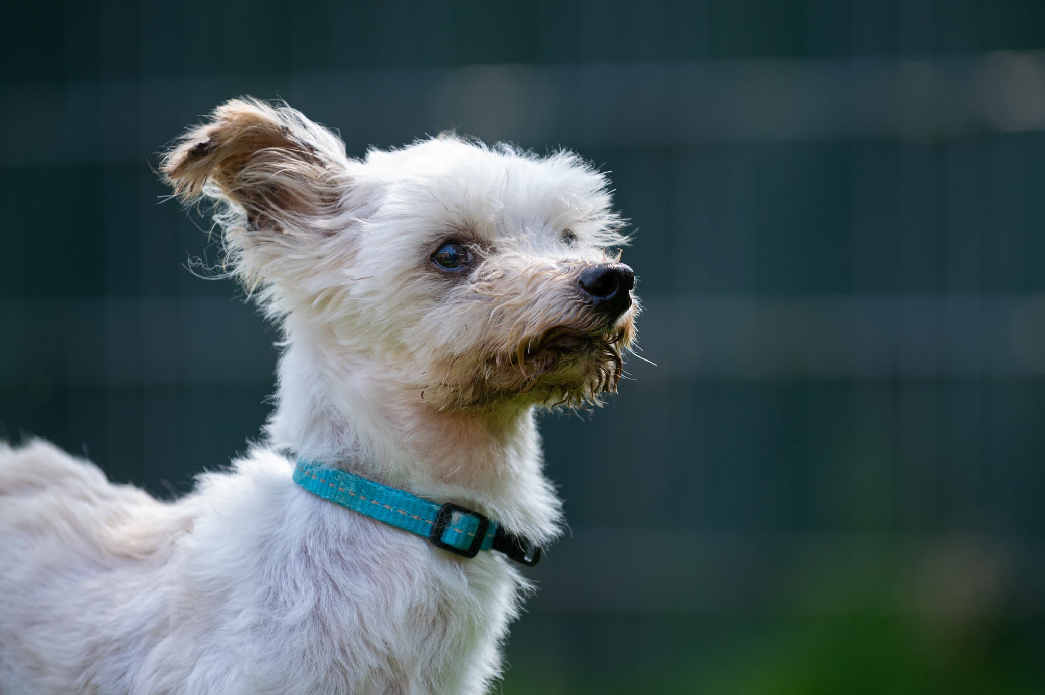 Rikkie werd opgevangen als broodmager hondje met verrot gebit, maar heeft nu weer een toekomst