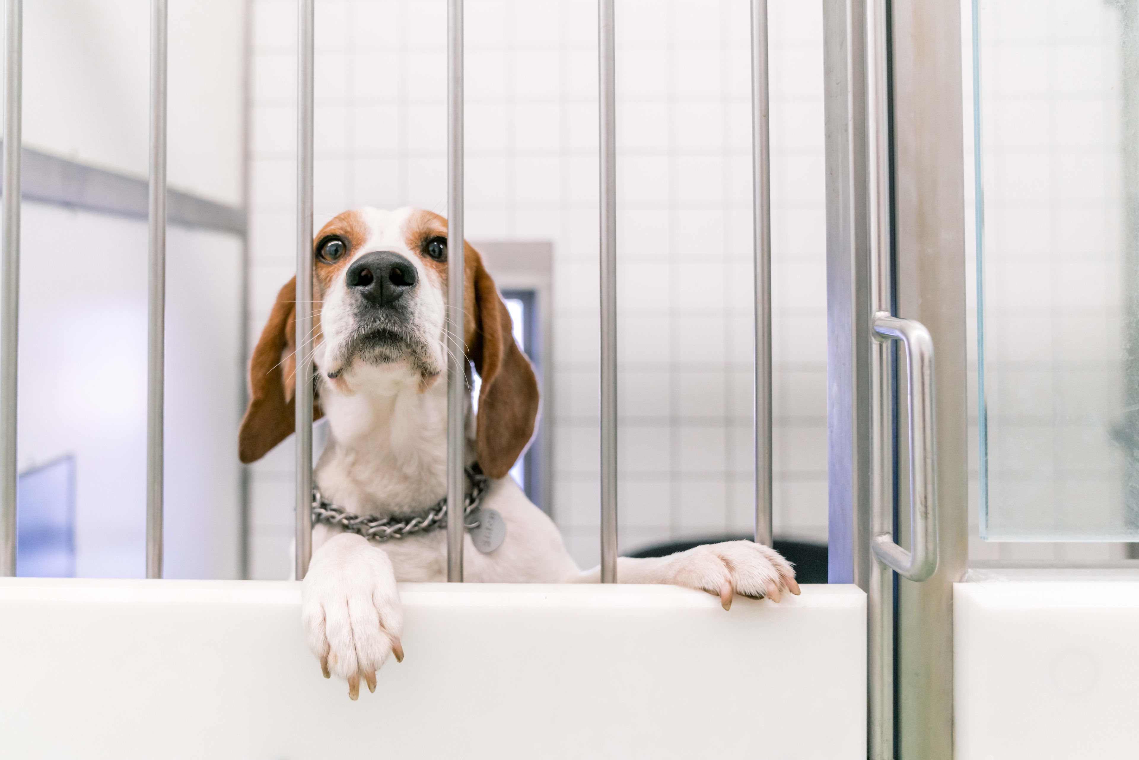 Deel laboratorium-Beagles heeft gouden mandje gevonden: 'Nu kunnen ze écht hond zijn'