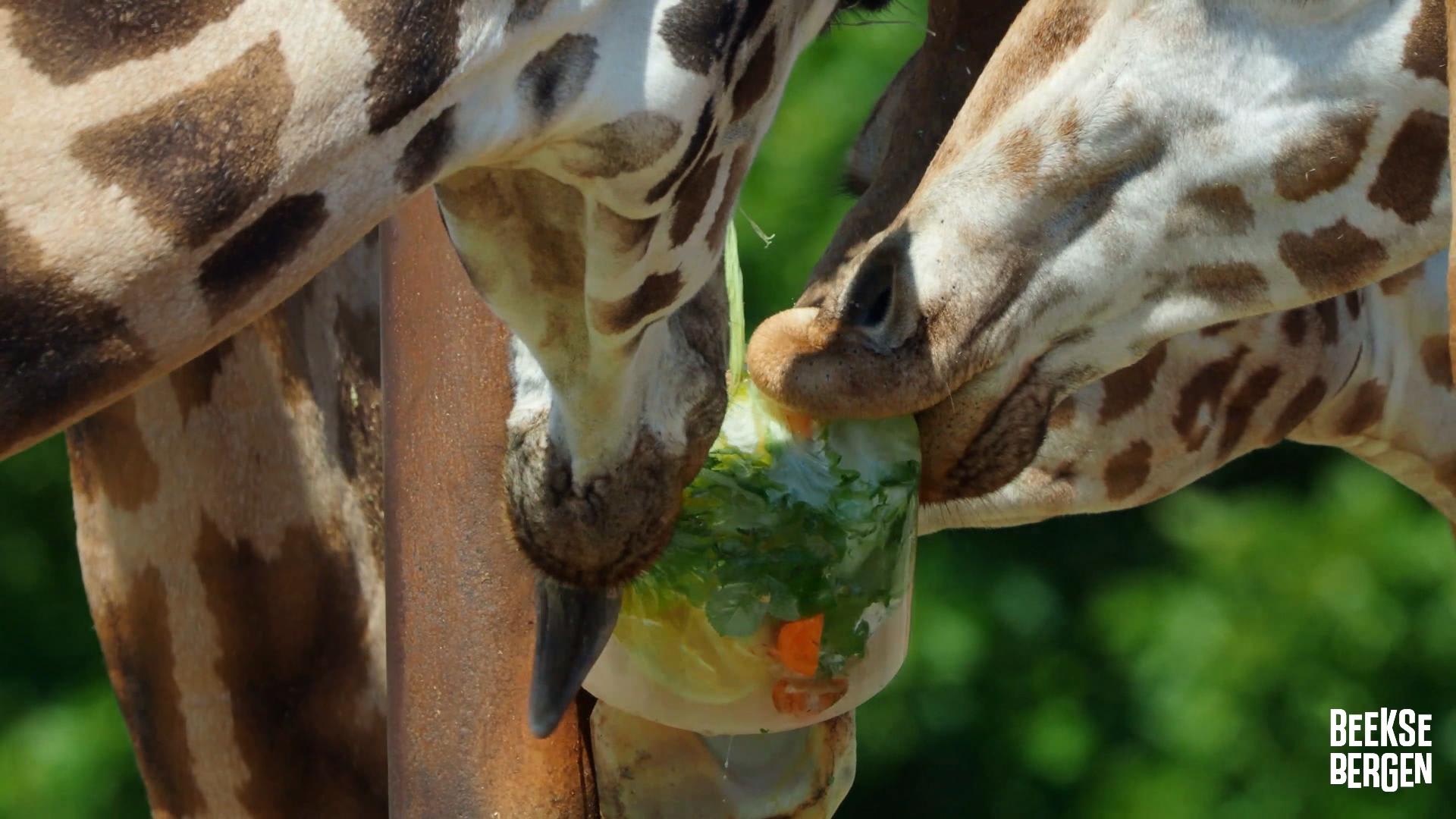 Schattige beelden: dieren getrakteerd op 'vleesijsjes' in Beekse Bergen