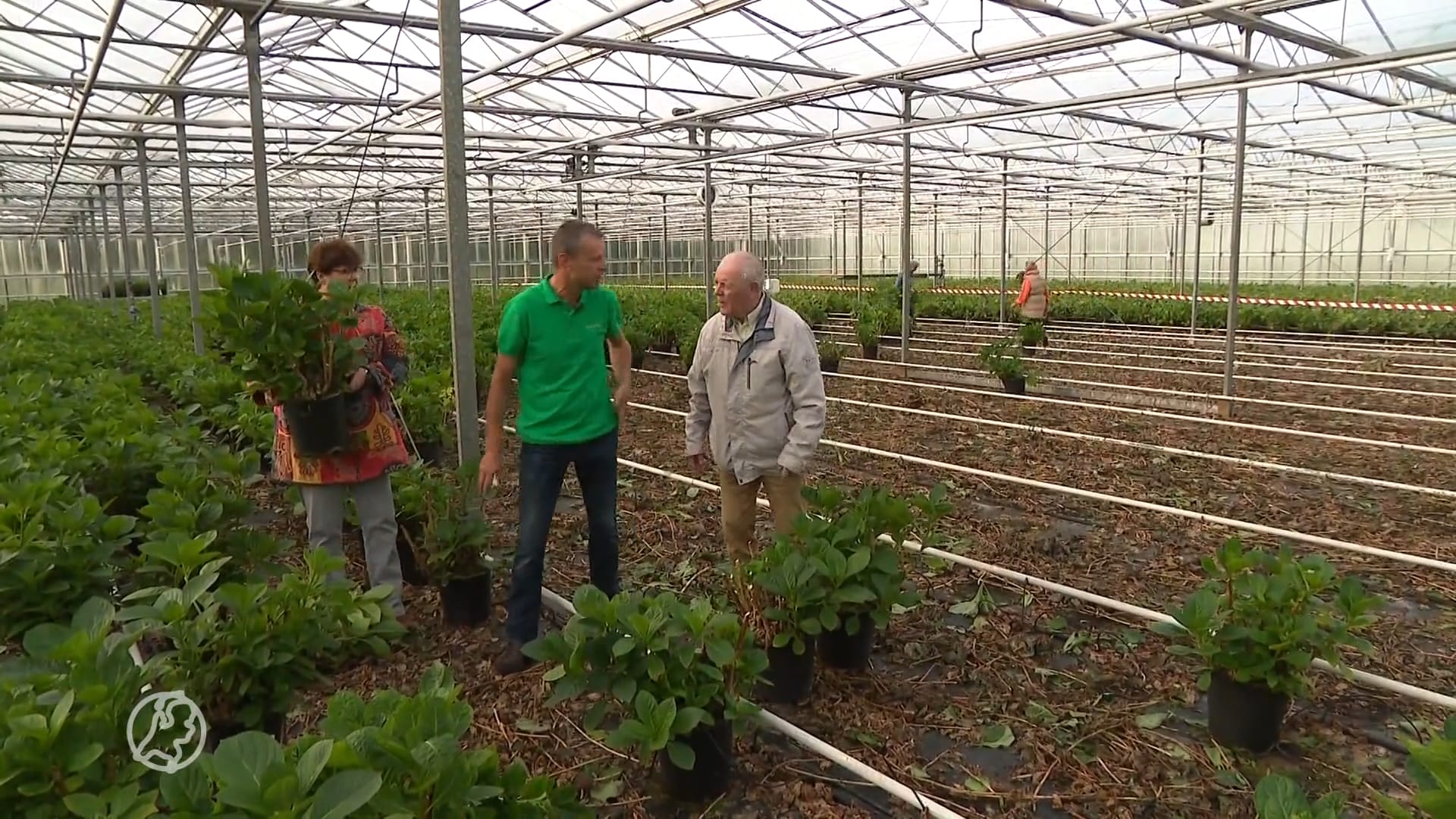 Kweker geeft duizenden hortensia's gratis weg: 'Een nieuw seizoen zit er met deze gasprijzen niet in'