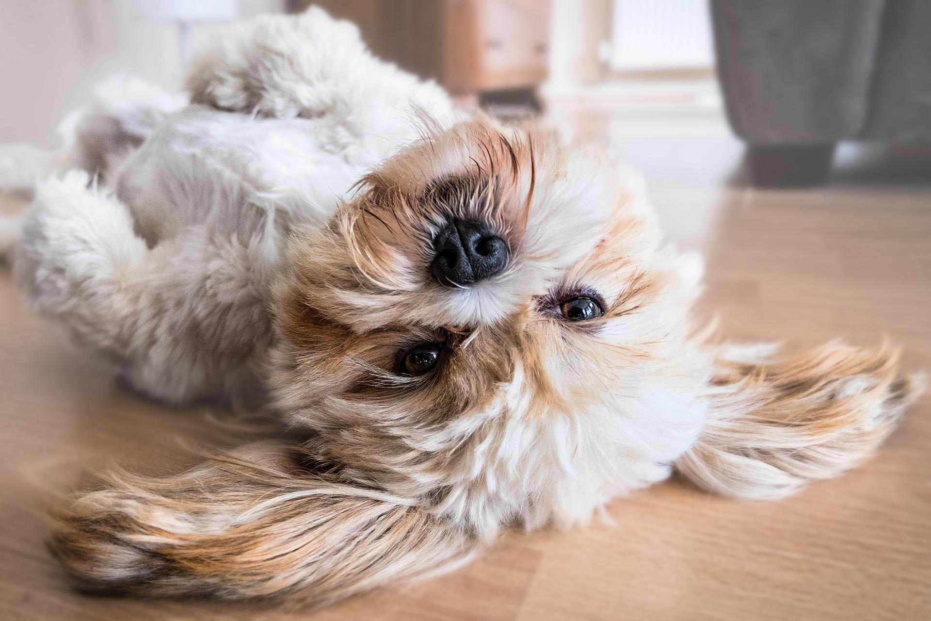 Dit zegt het ras van een hond over zijn gedrag