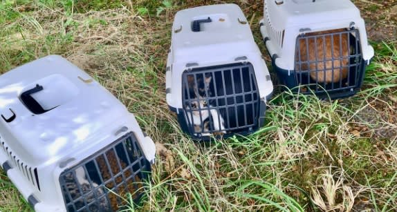 Opnieuw kattendumping, ditmaal in Zoetermeer: politie zoekt getuigen