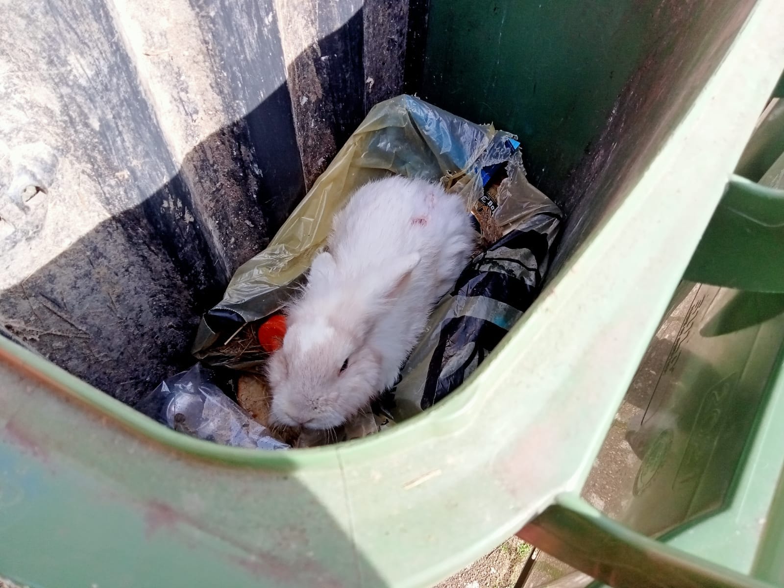 Vuilnismannen vinden gewond, mager konijn vol bijtwonden in vuilniscontainer Weert