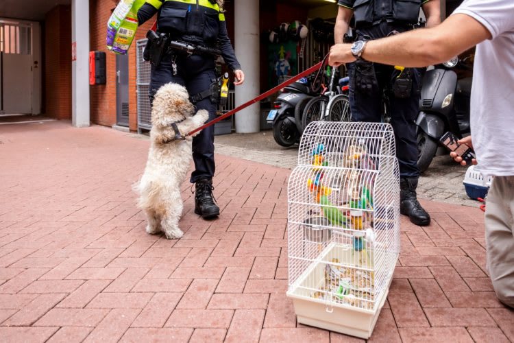 Hondje en dwergpapegaai gered na overlijden baasje in Den Haag